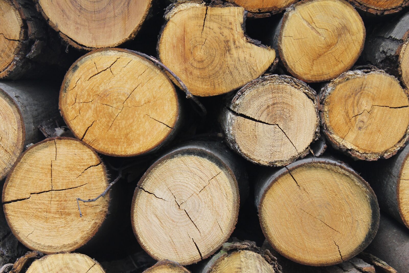 Canon EOS 1100D (EOS Rebel T3 / EOS Kiss X50) sample photo. Wood, trunk, nature photography