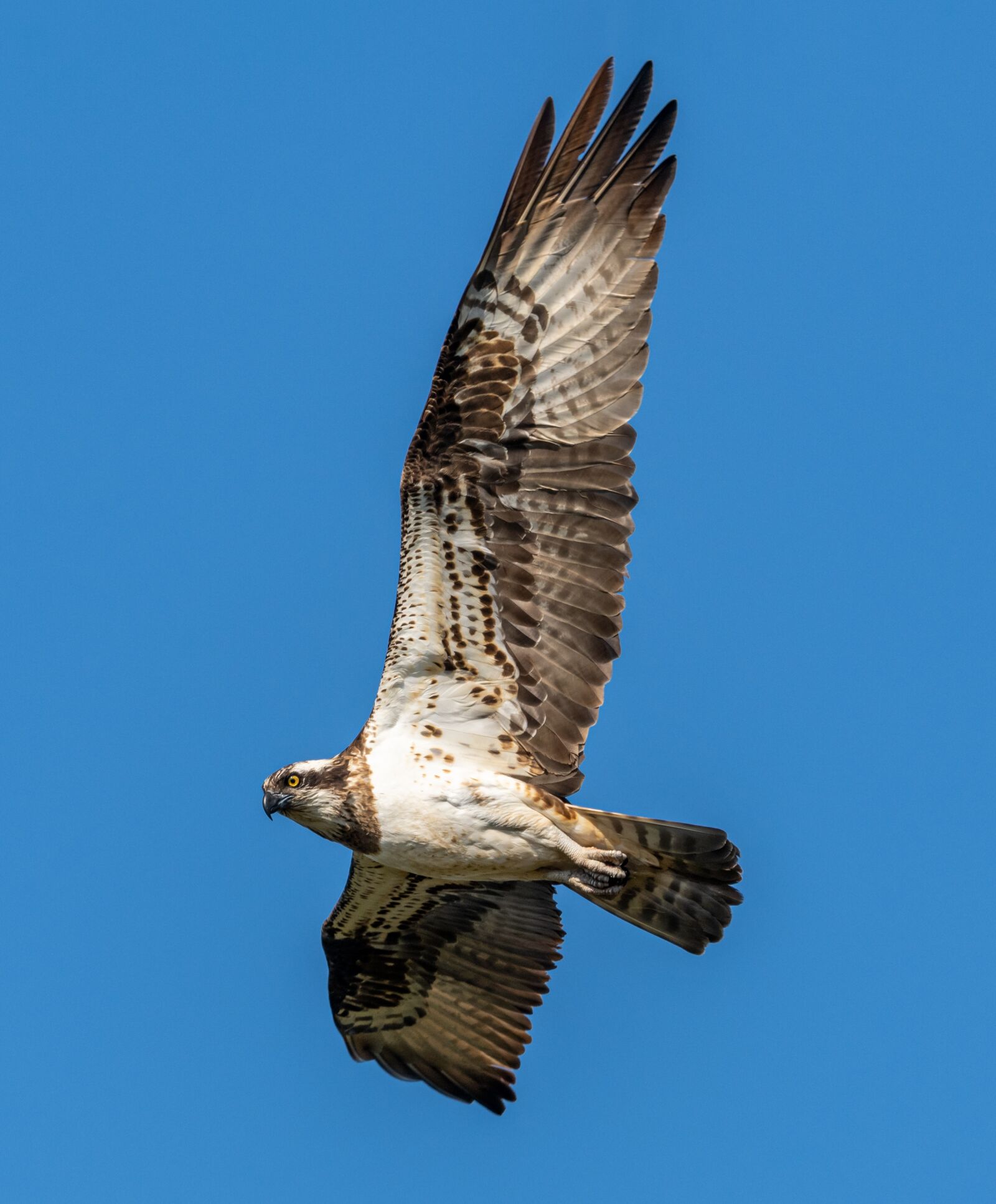 Nikon D850 sample photo. Orlovec, predator, bird photography