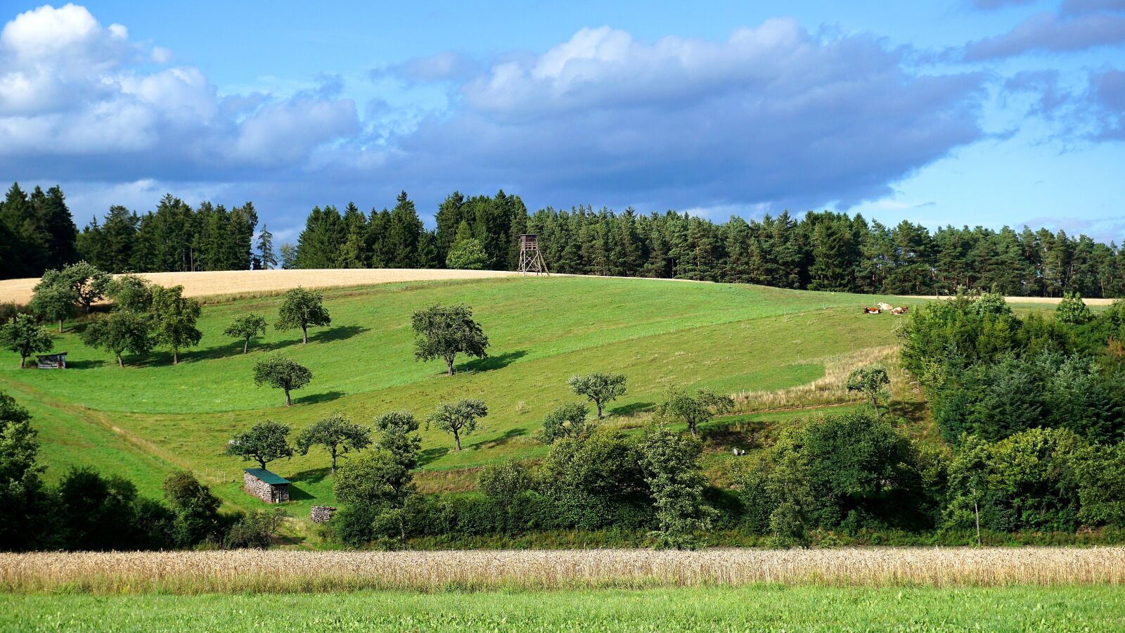Sony a6000 sample photo. Landscape, agriculture, cows photography