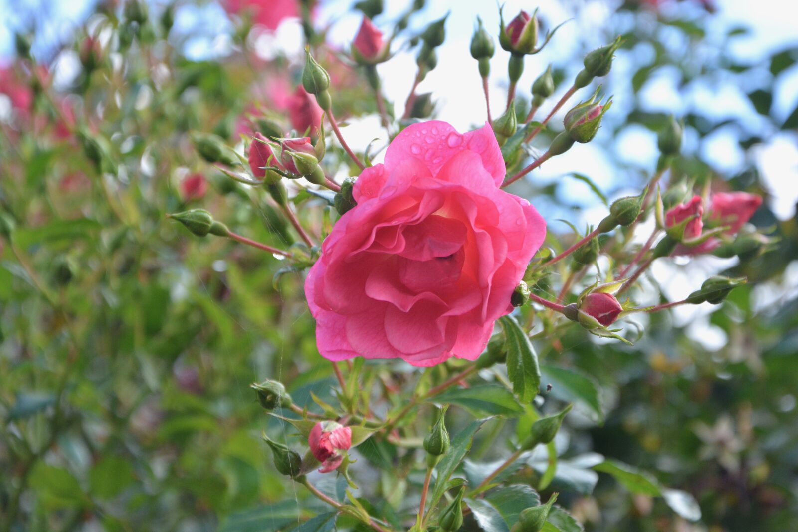 Nikon D5200 sample photo. Pink flower, buttons roses photography