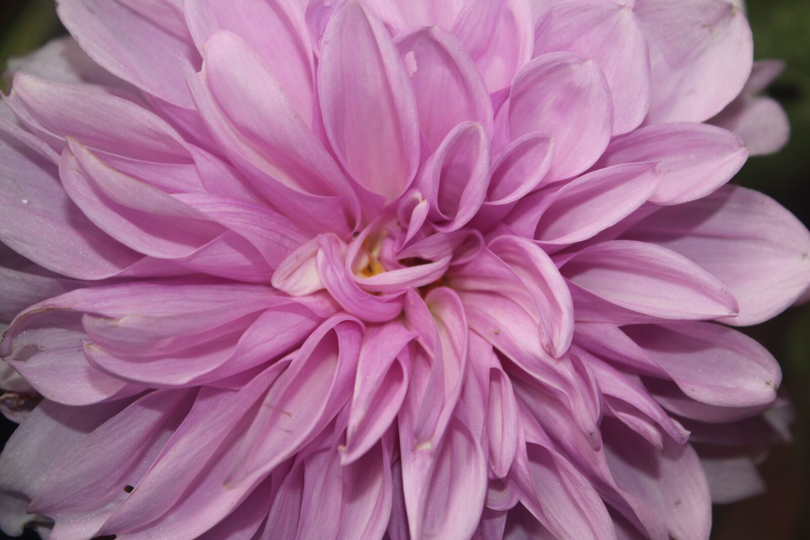 Canon EOS 600D (Rebel EOS T3i / EOS Kiss X5) sample photo. Flower, nature, natural photography
