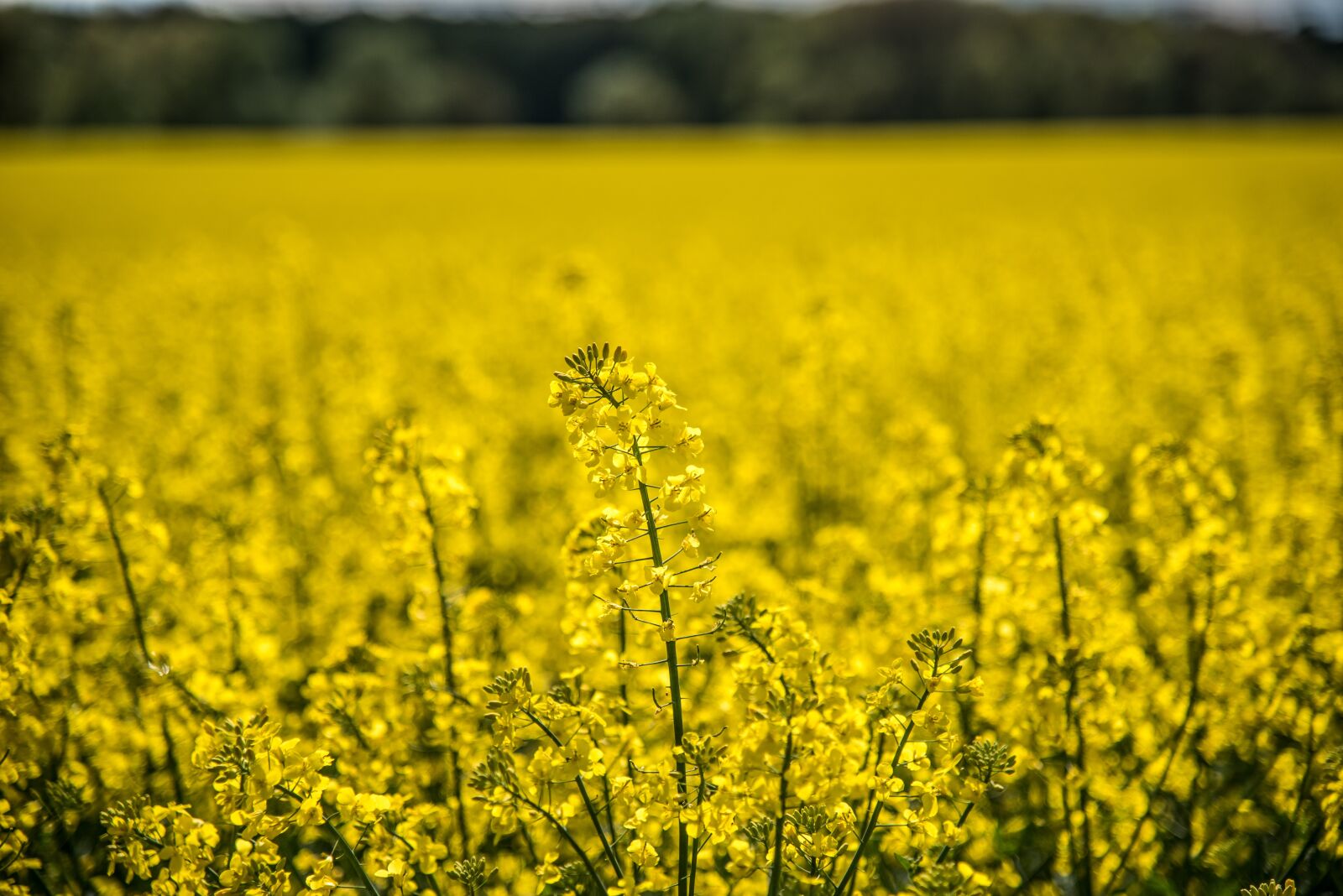 Nikon D750 sample photo. Oilseed rape, rape blossom photography