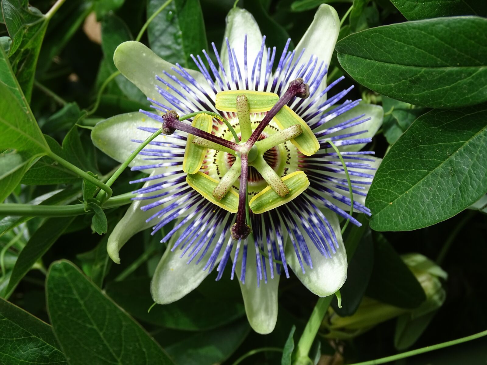 Sony Cyber-shot DSC-HX350 sample photo. Passiflora, passion, climber photography