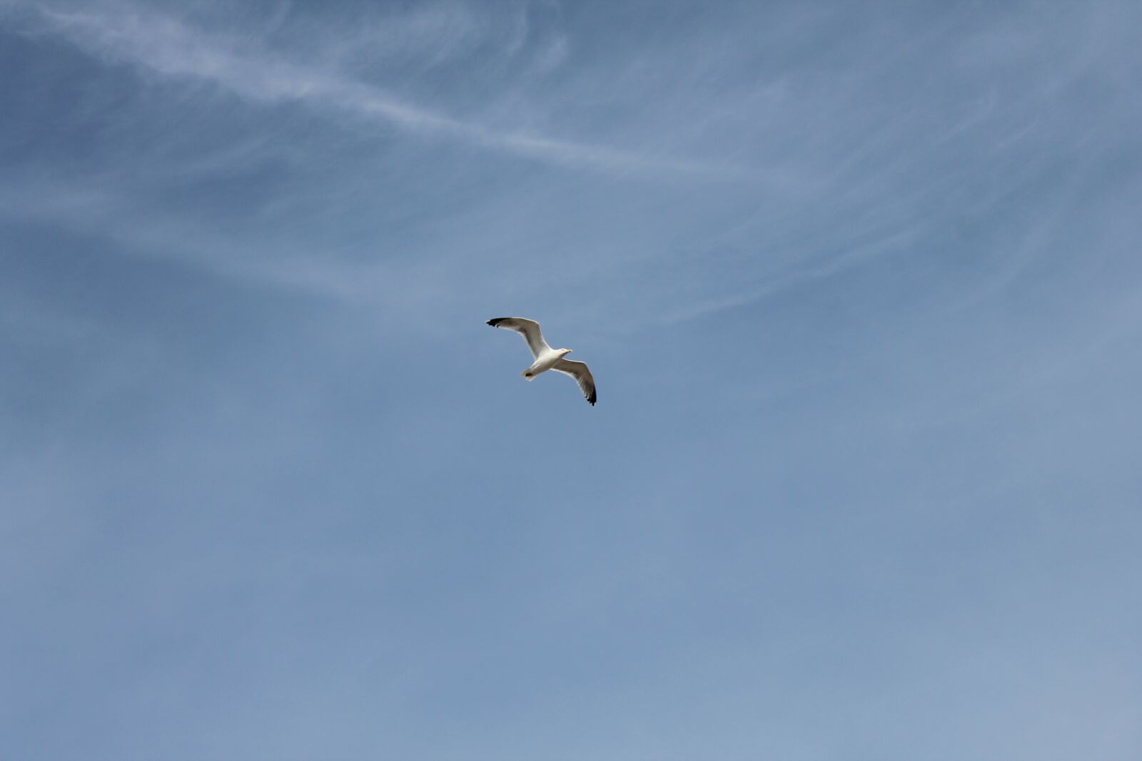 Canon EOS 1100D (EOS Rebel T3 / EOS Kiss X50) sample photo. Texel, seagull, cocksdorp photography