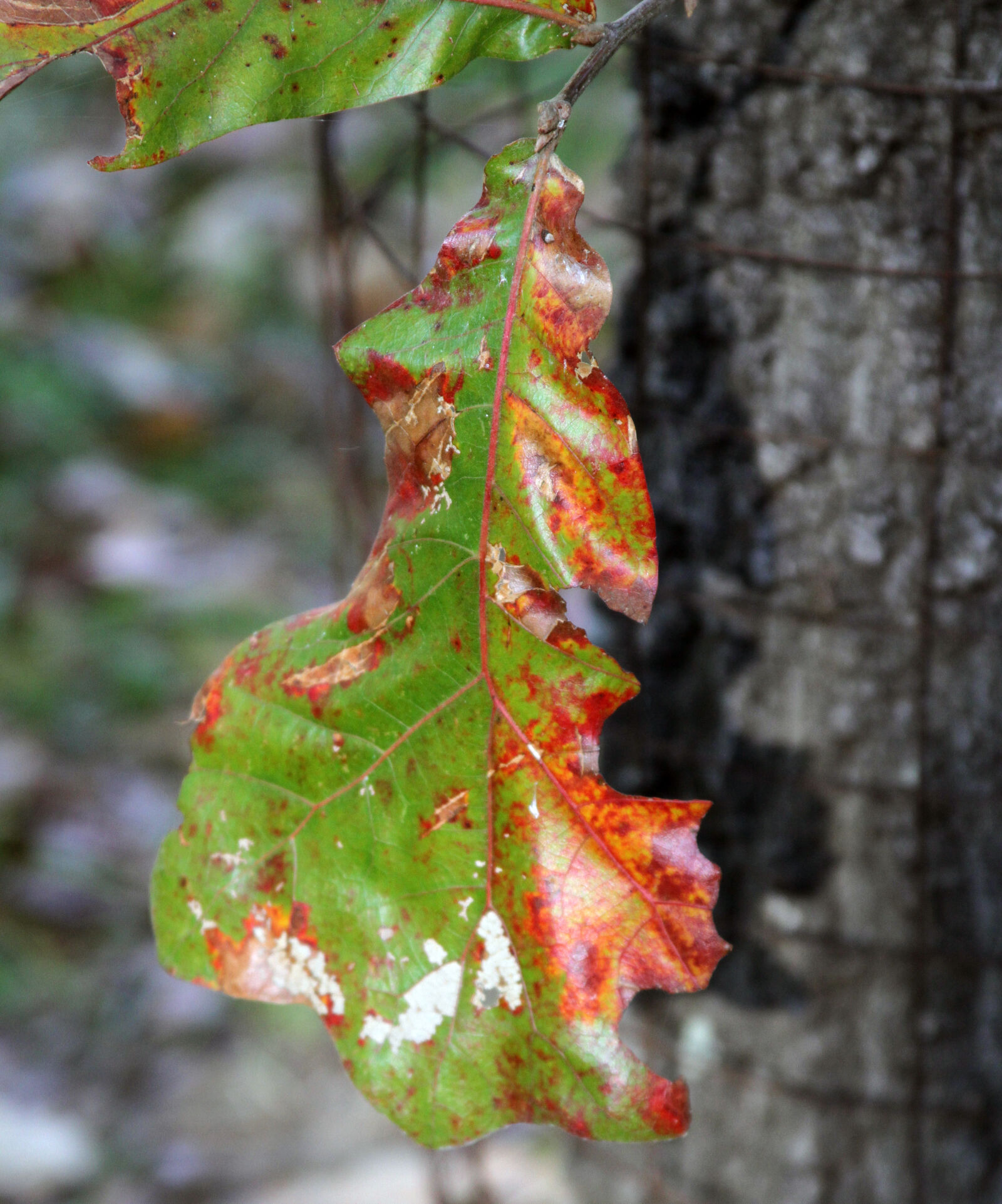 Canon EOS 7D sample photo. Fall, leaves photography