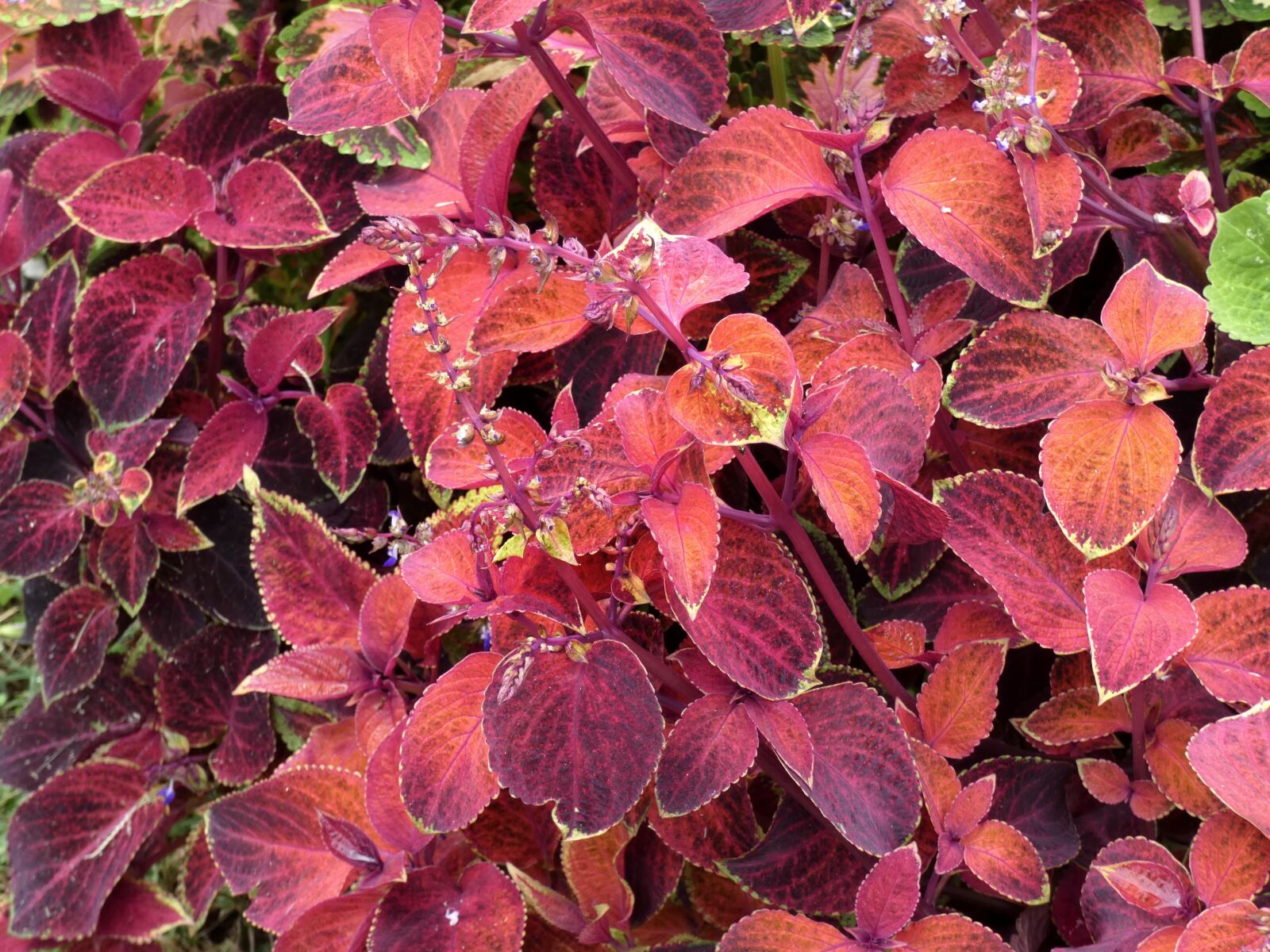 Panasonic Lumix DC-FZ80 (Lumix DC-FZ82) sample photo. Foliage, red, plectranthus scutellarioides photography