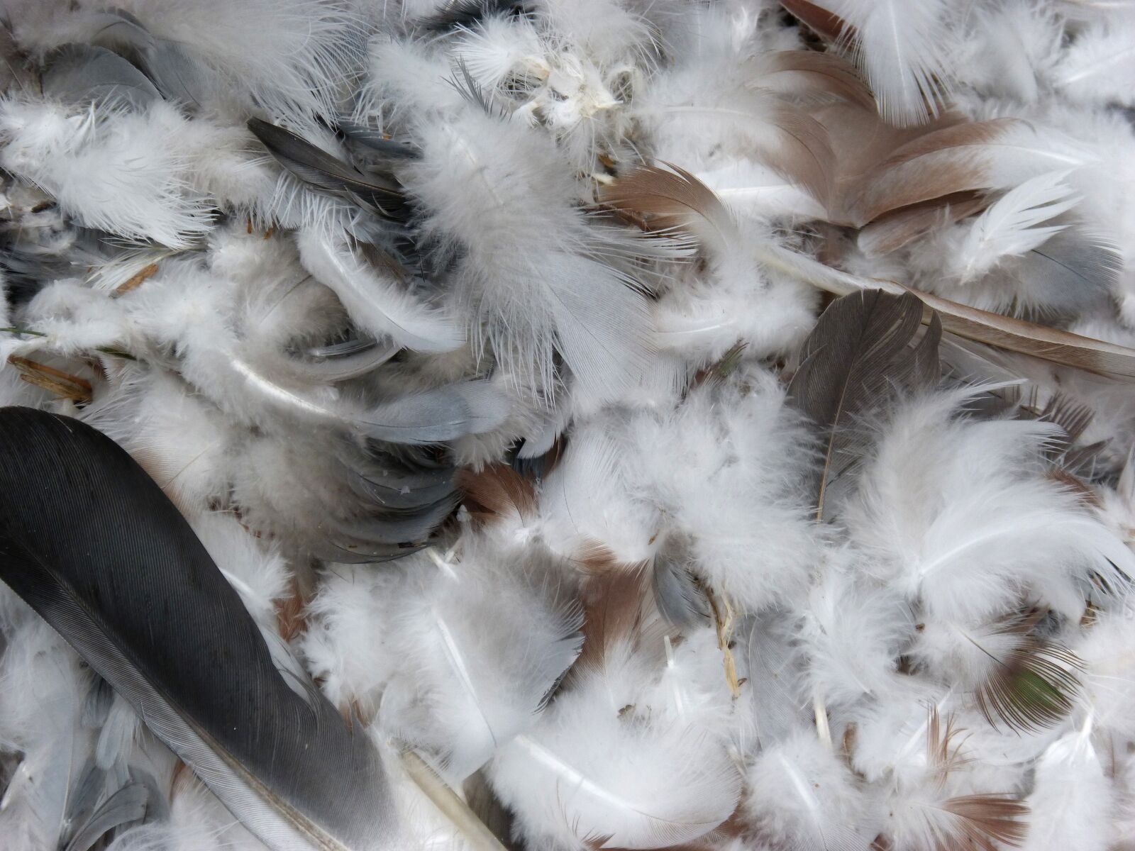 Panasonic DMC-FZ62 sample photo. Feathers, paloma, birds photography