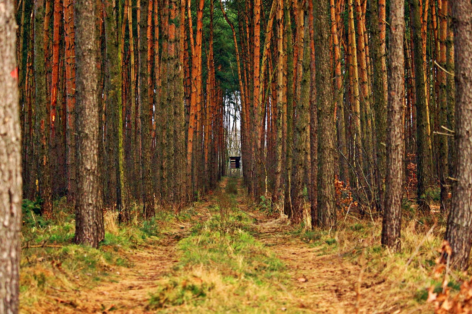 Canon EOS 100D (EOS Rebel SL1 / EOS Kiss X7) sample photo. Forest, swath, ansitz photography