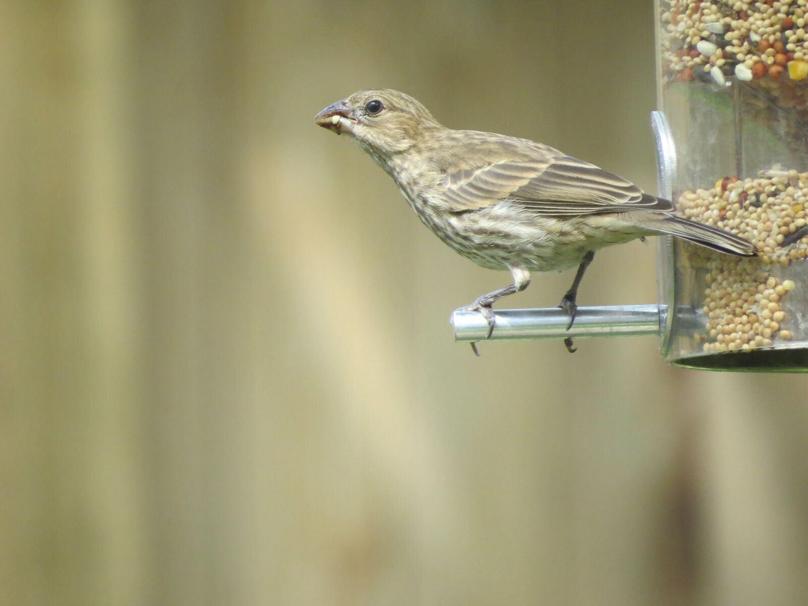 Canon PowerShot SX50 HS sample photo. Bird, brown and tan photography