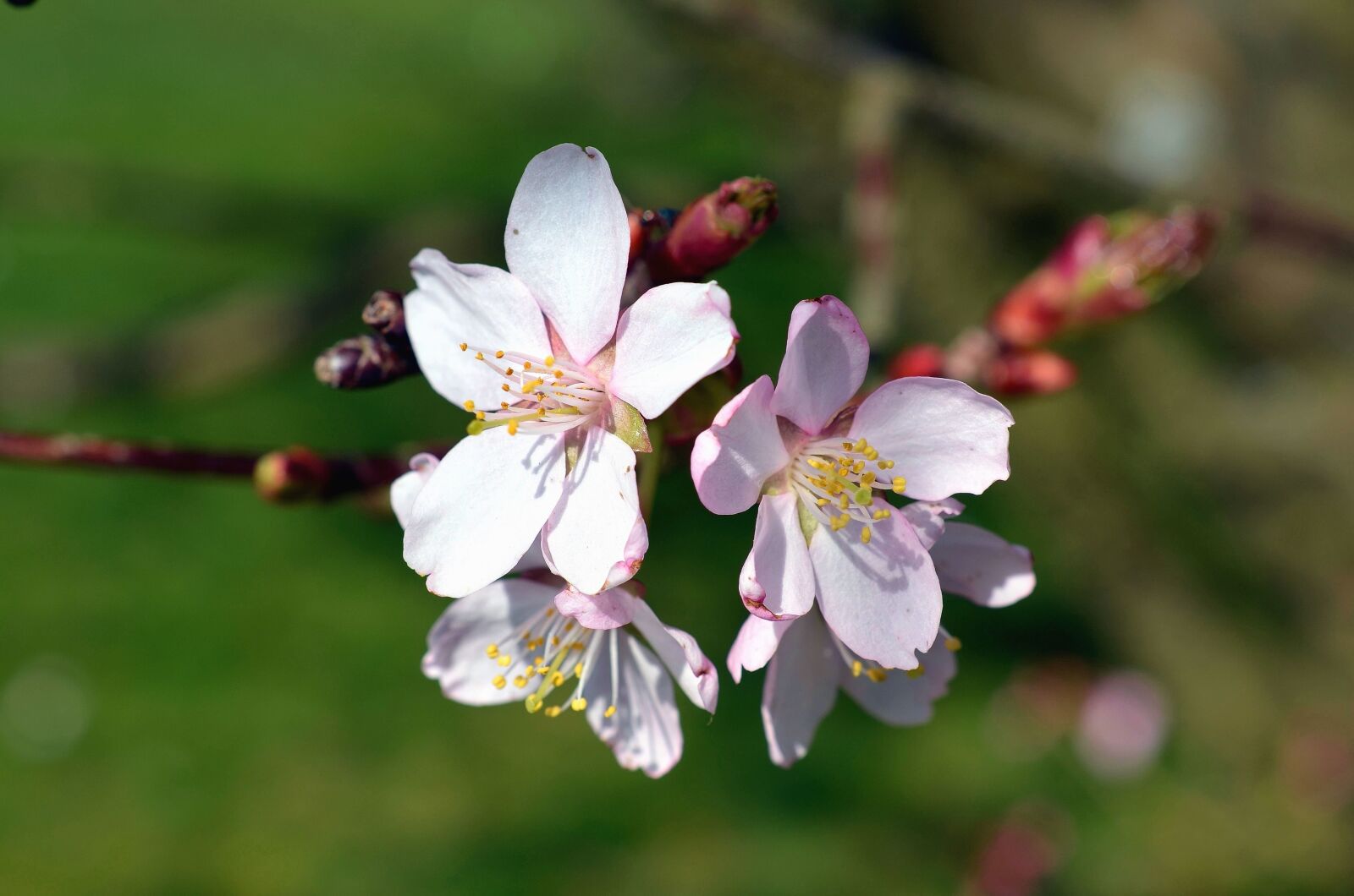 Nikon D5100 sample photo. Cherry, flower, tree, branch photography