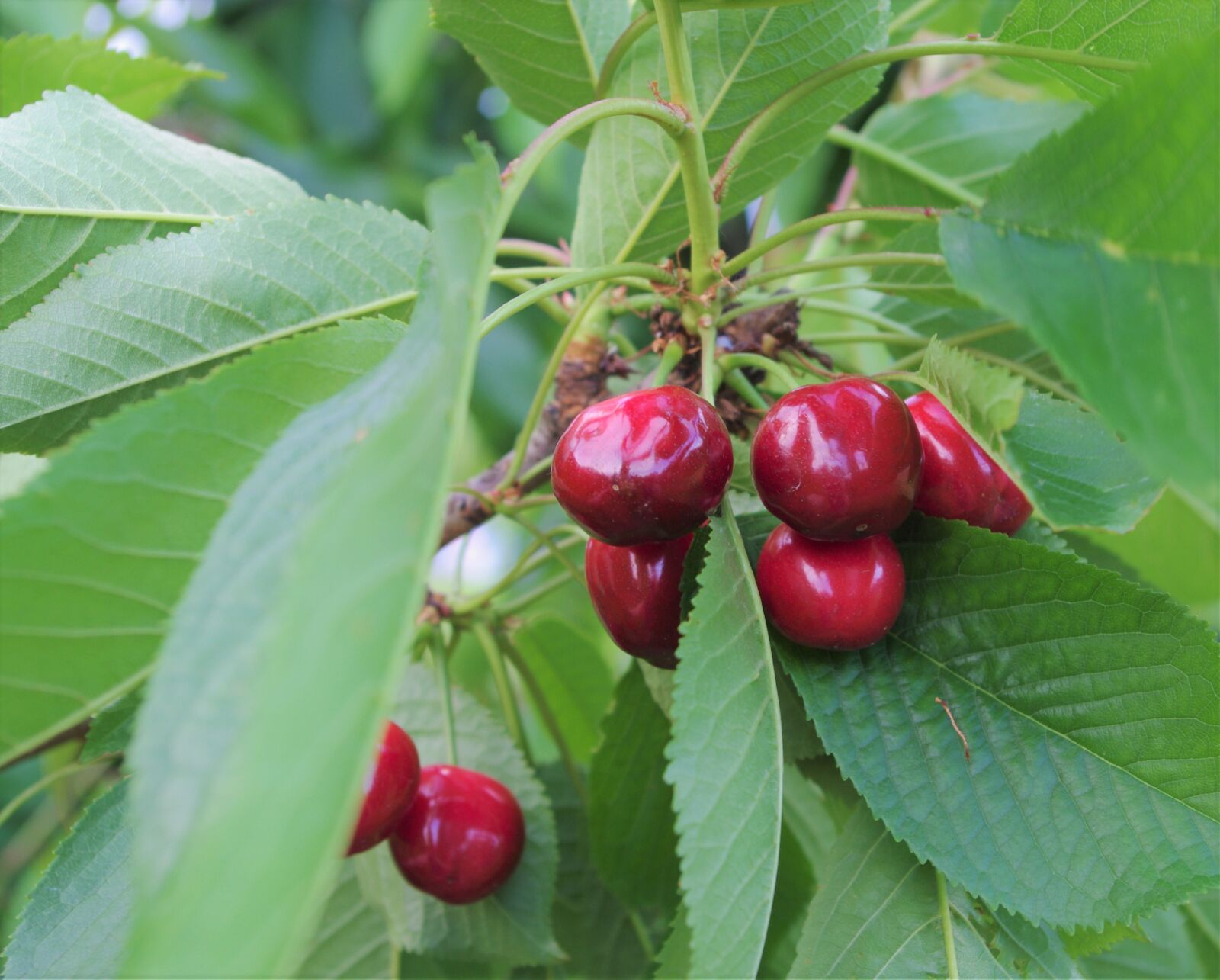 Pentax K-x sample photo. Cherry, branch, fruit photography