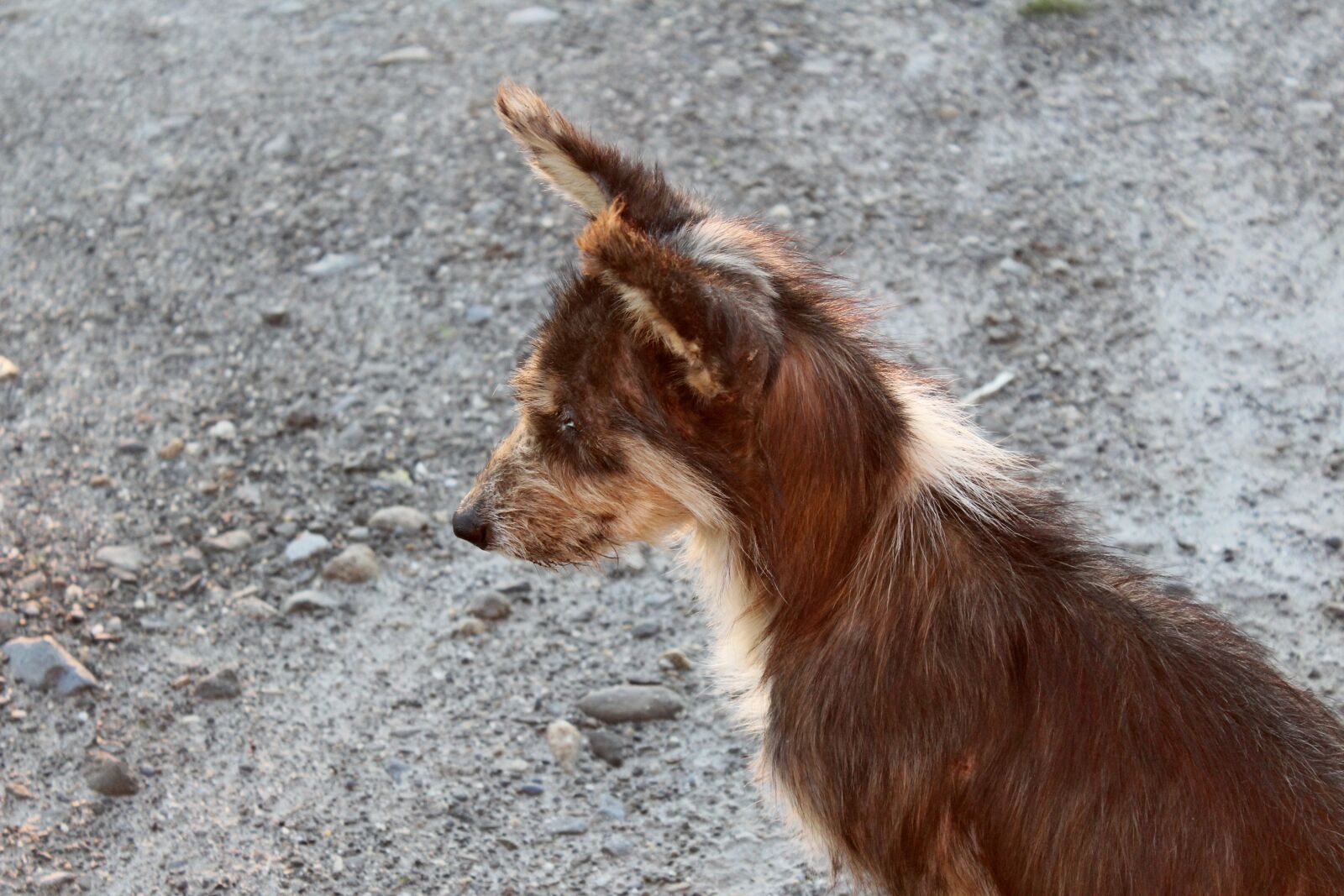 Canon EOS 1200D (EOS Rebel T5 / EOS Kiss X70 / EOS Hi) sample photo. Adopt, adoption, alone, animal photography