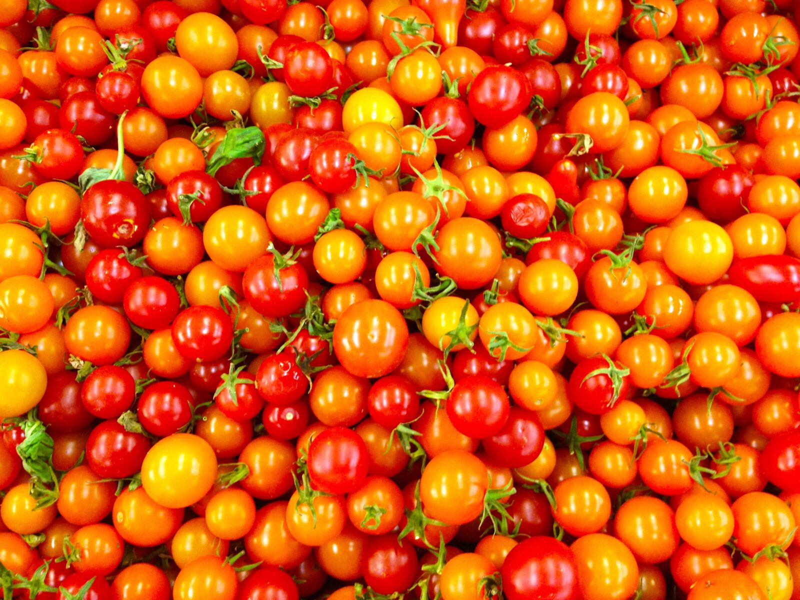 Apple iPhone 4S sample photo. Organic, tomato, fresh photography