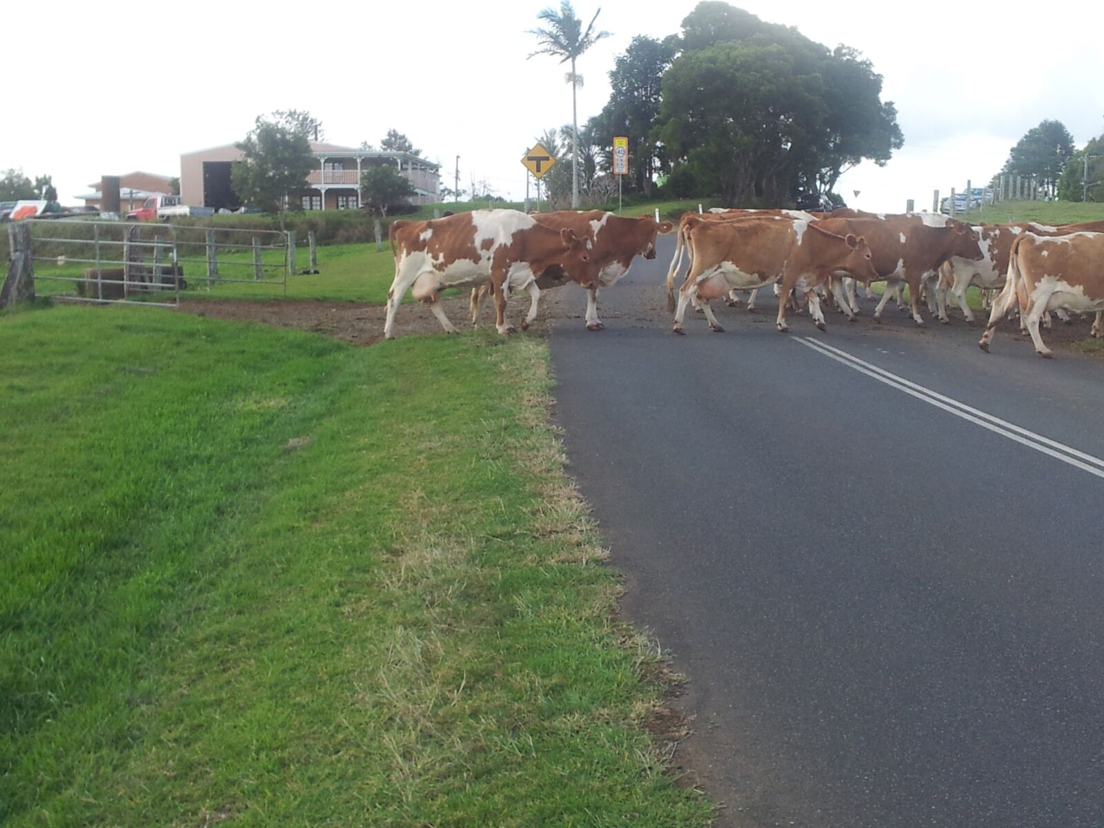 Samsung Galaxy S2 sample photo. Cows crossing road, rural photography