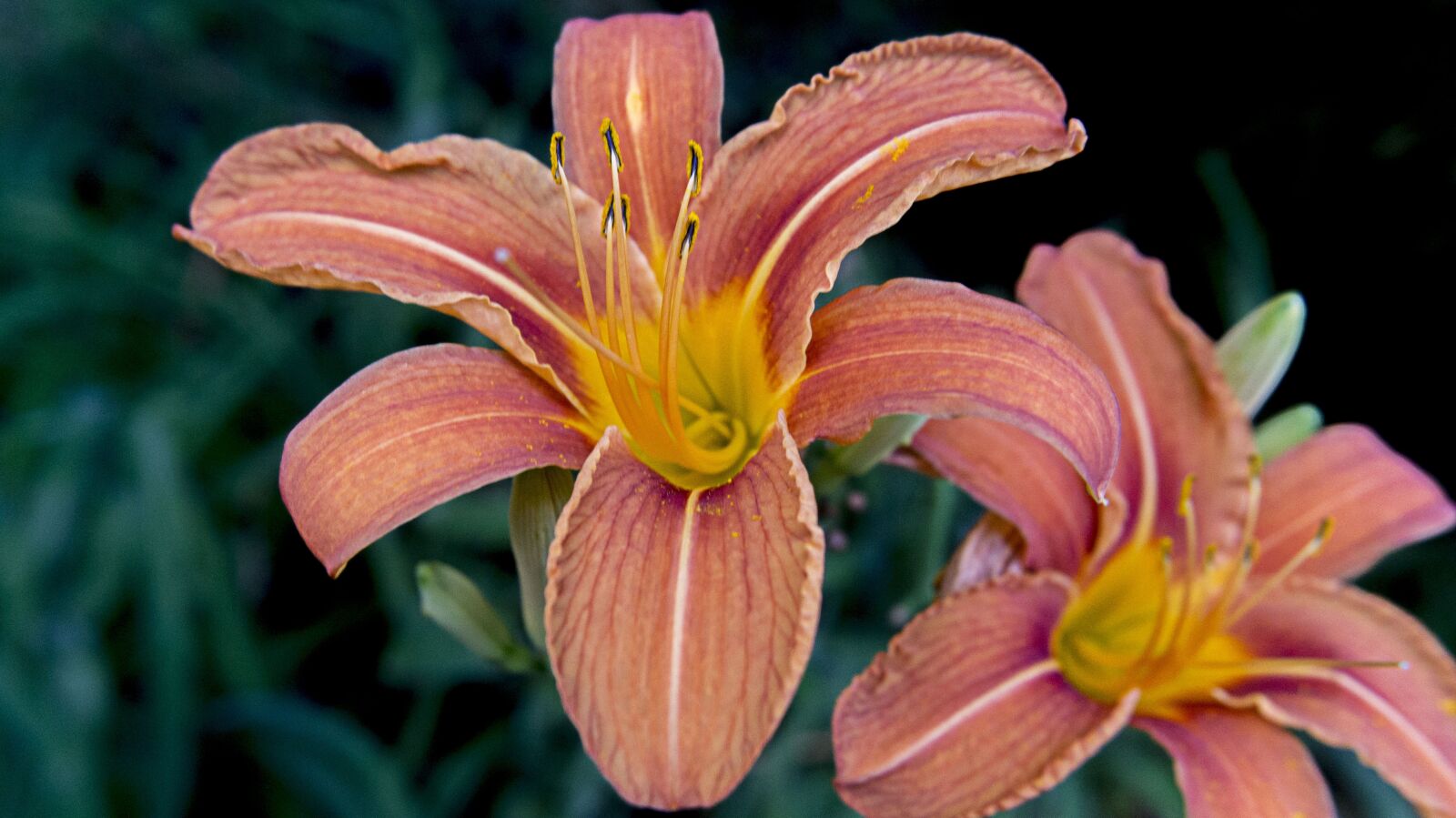 Sony SLT-A57 sample photo. Flower, orange, nature photography