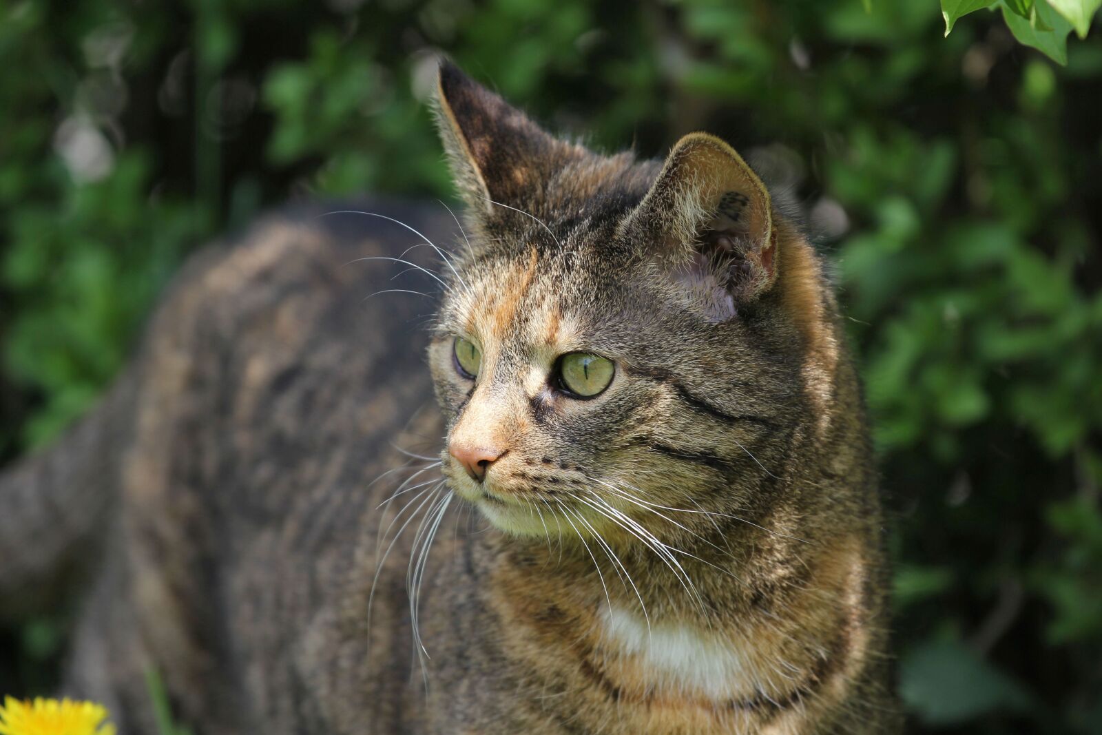 Canon EOS 60D + Canon EF 70-200mm F4L IS USM sample photo. Cat, pet photography
