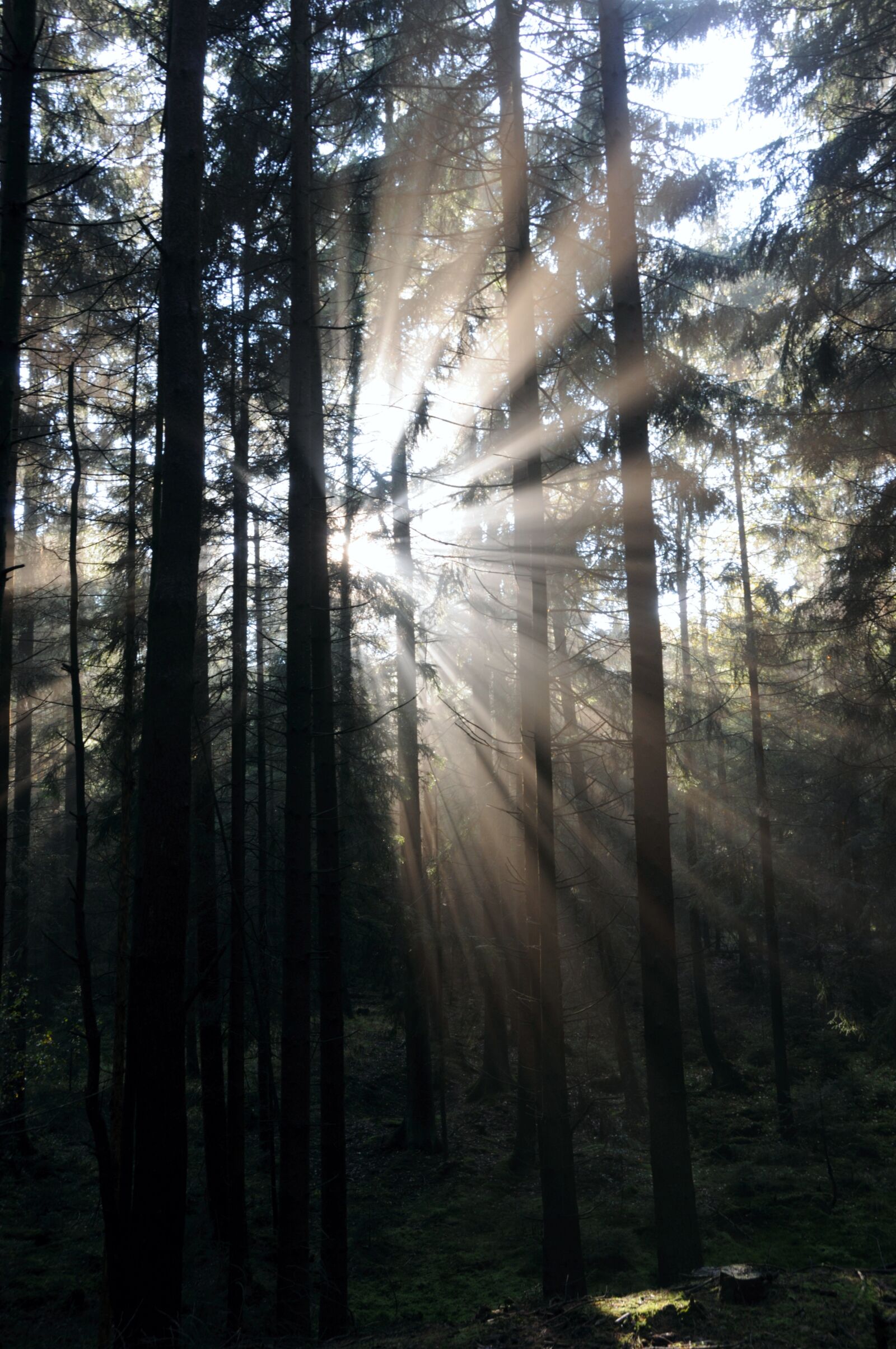 Nikon D300 sample photo. Forest, sunbeam, sunlight photography
