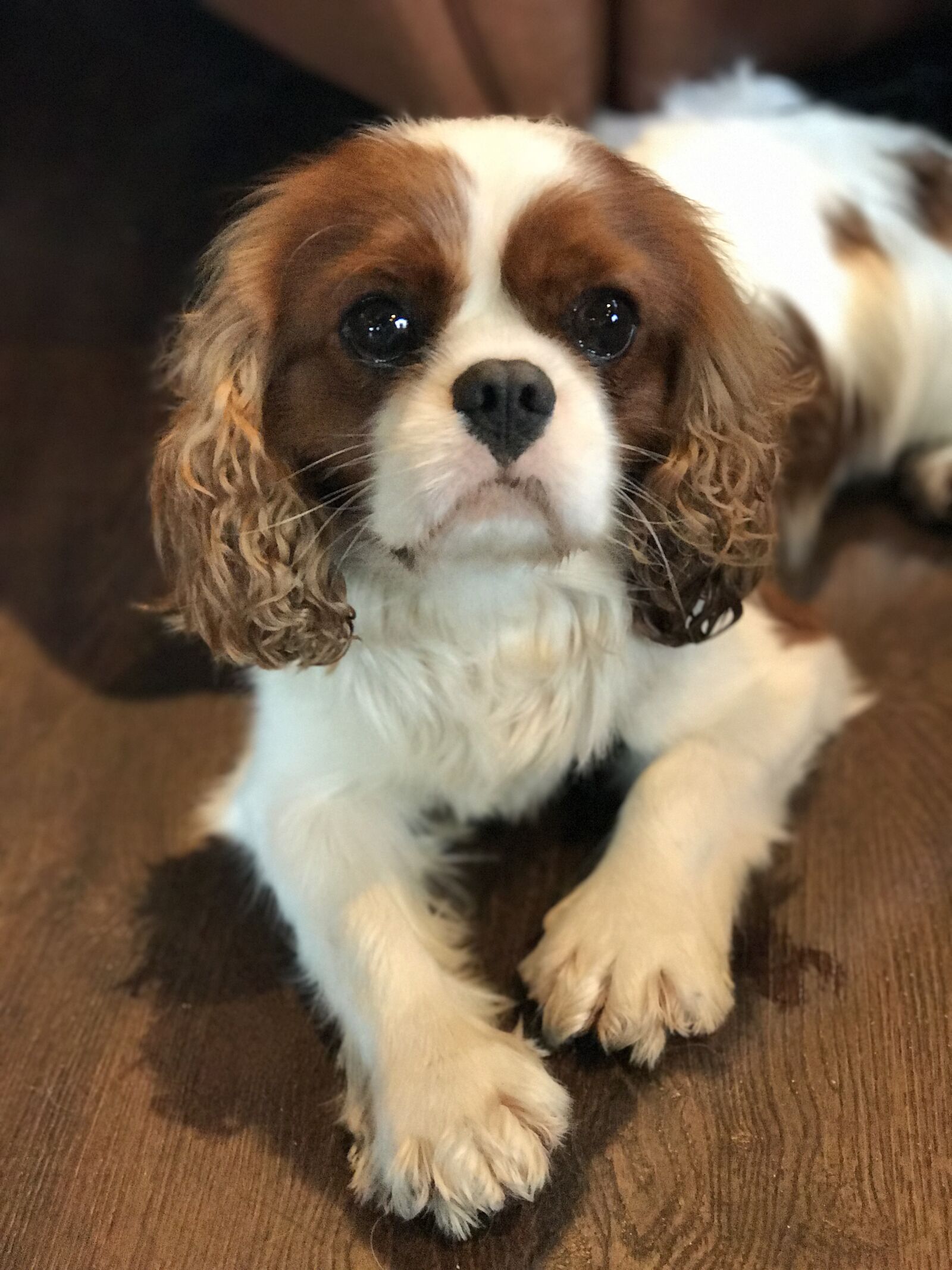 Apple iPhone 7 Plus sample photo. Dog, puppy, pets photography