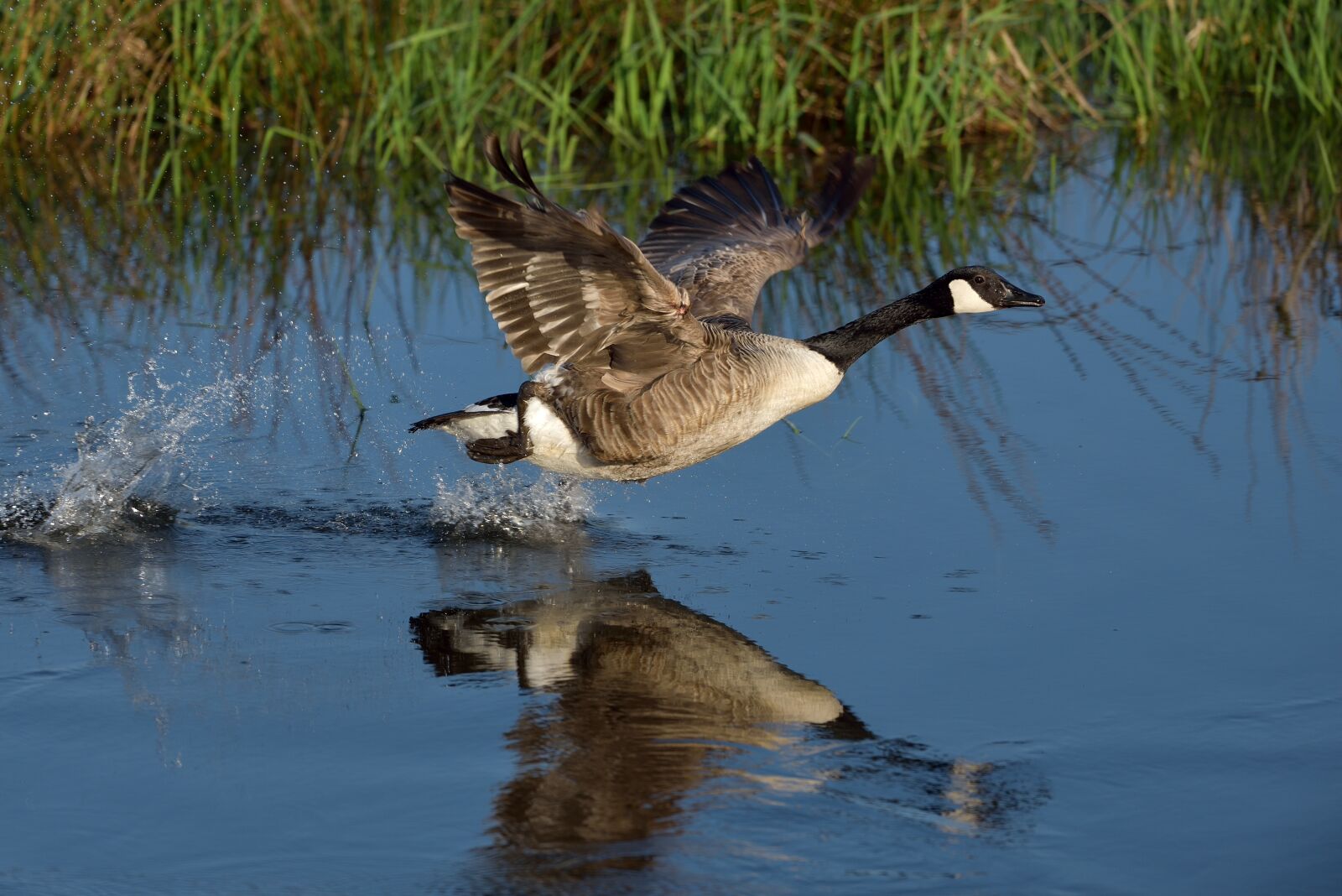 Nikon D750 sample photo. Bird, body of water photography