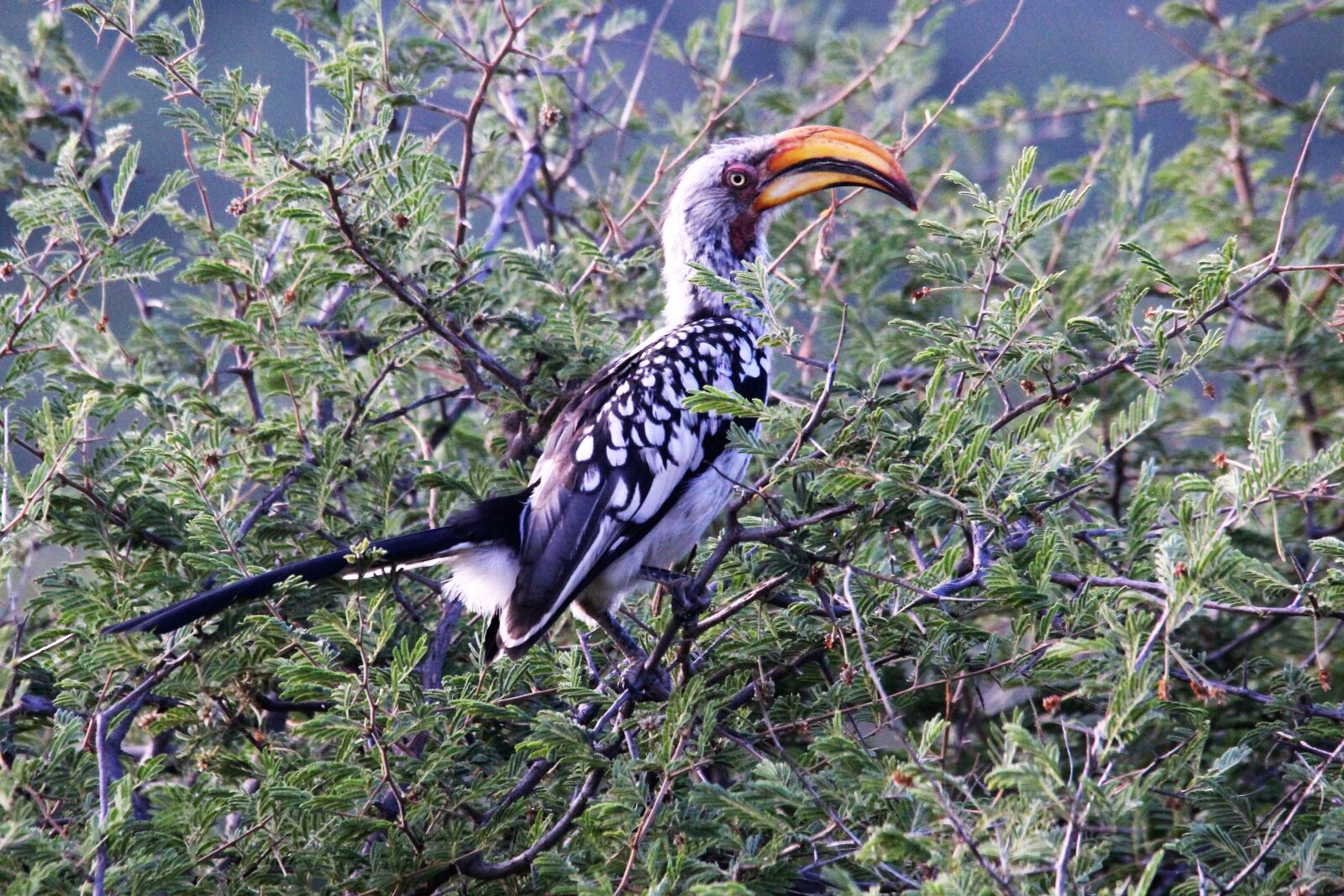 Canon EOS 60D sample photo. Yellow billed hornbill, yellow photography