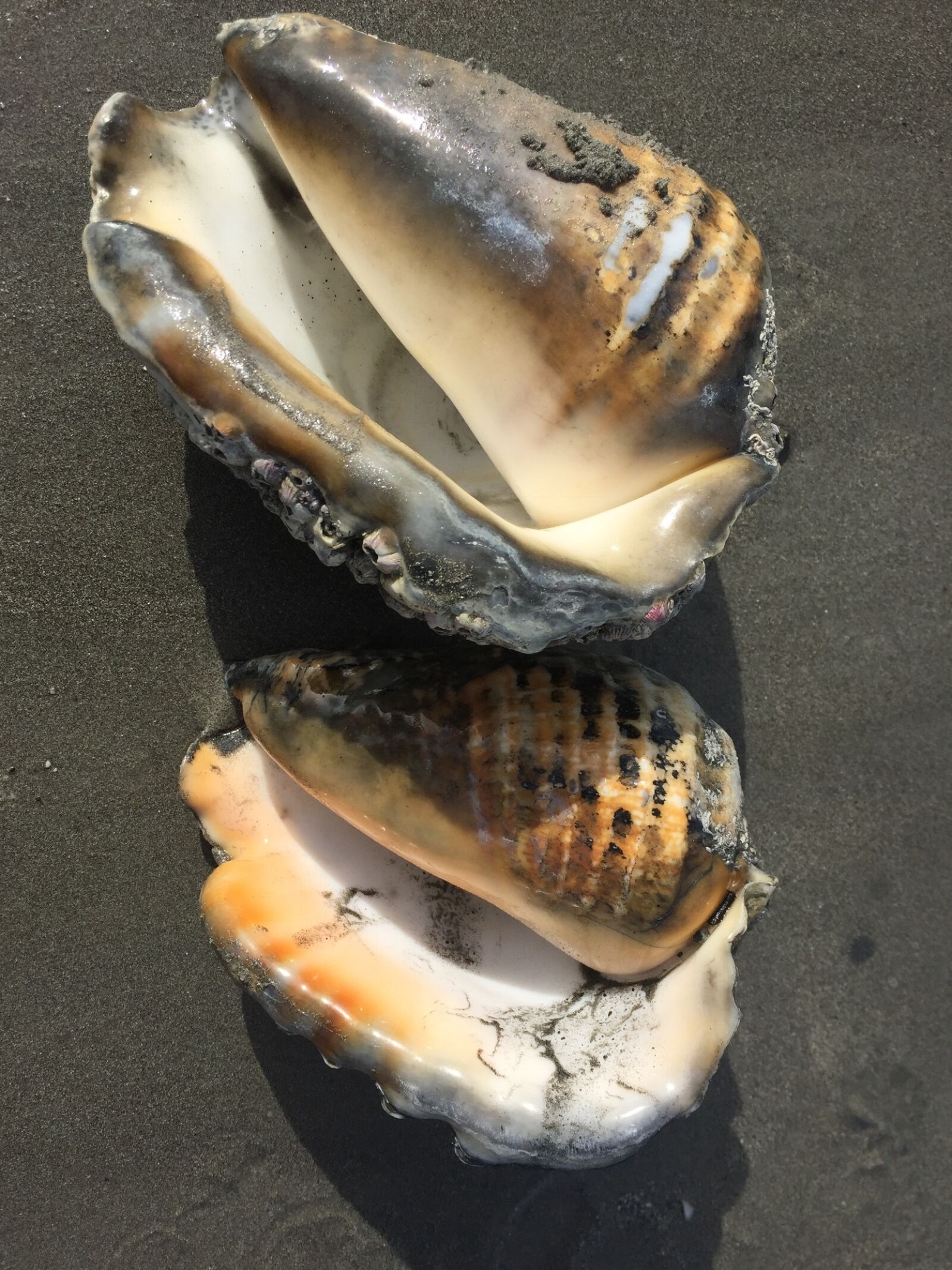 Apple iPhone 6 sample photo. Beach, conches, exotic photography