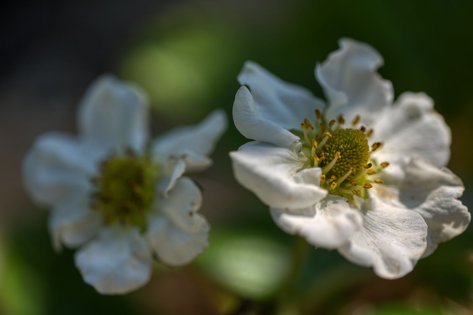 Nikon D750 sample photo. Strawberry flowers, flowers, white photography