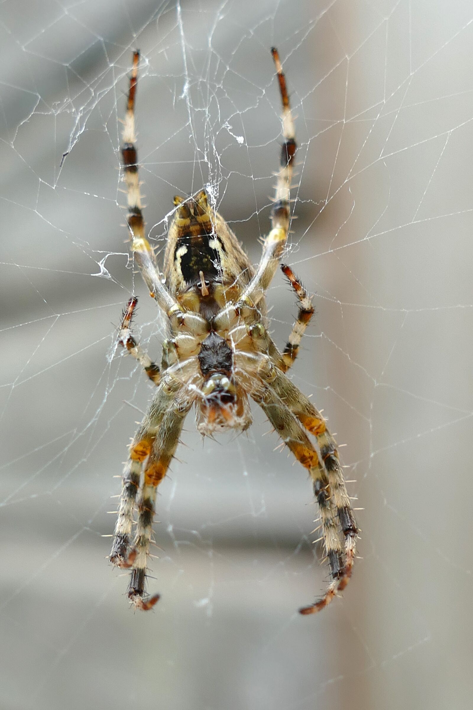 Panasonic Lumix DMC-FZ1000 sample photo. Garden spider, spin, orb photography
