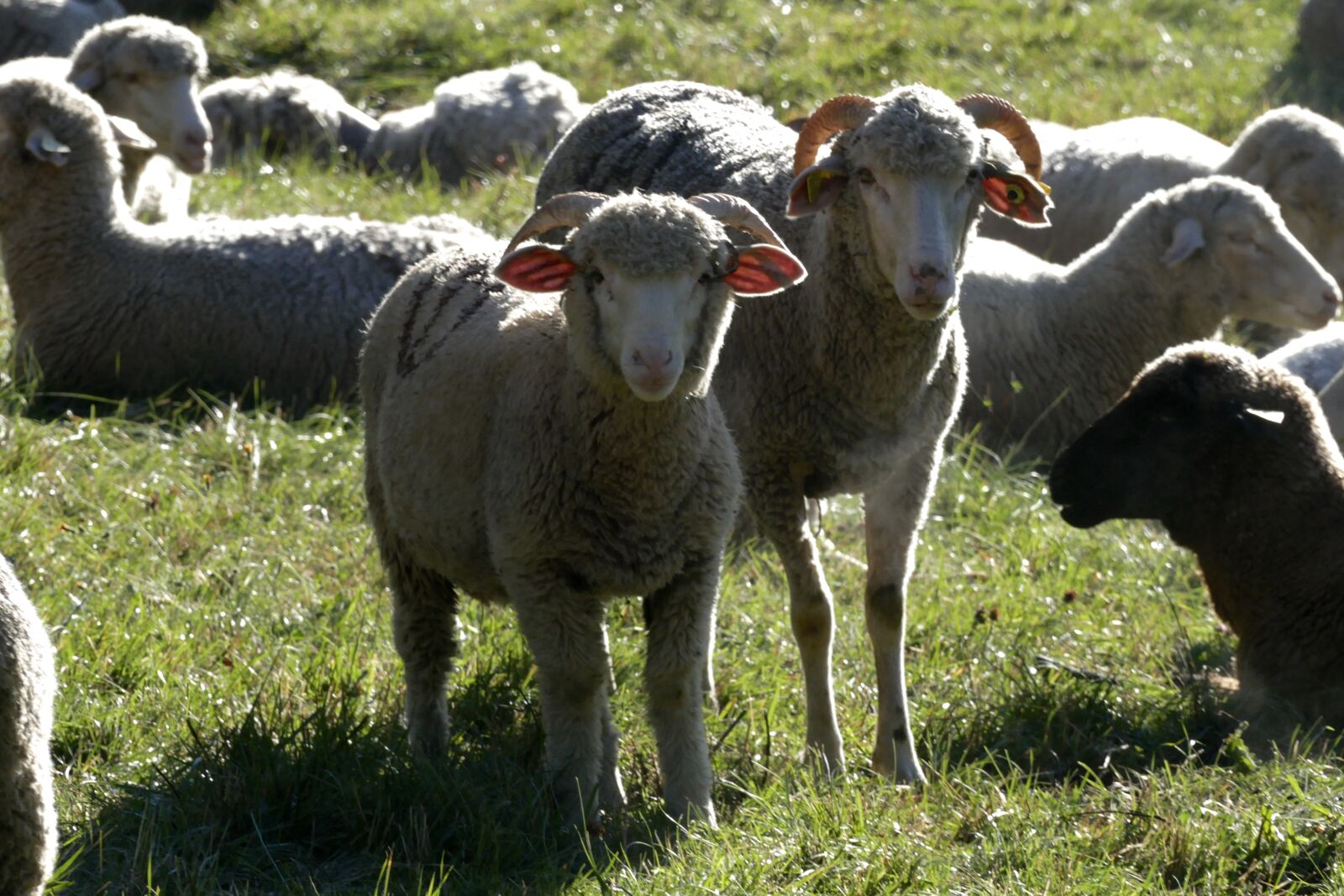 Panasonic Lumix DMC-FZ1000 sample photo. Sheep, lamb, animals photography