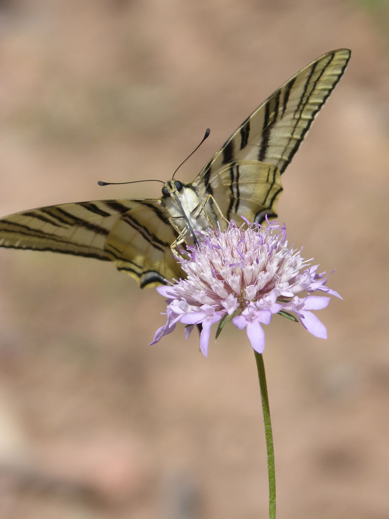 Panasonic DMC-FZ62 sample photo. Papilio machaon, butterfly, machaon photography