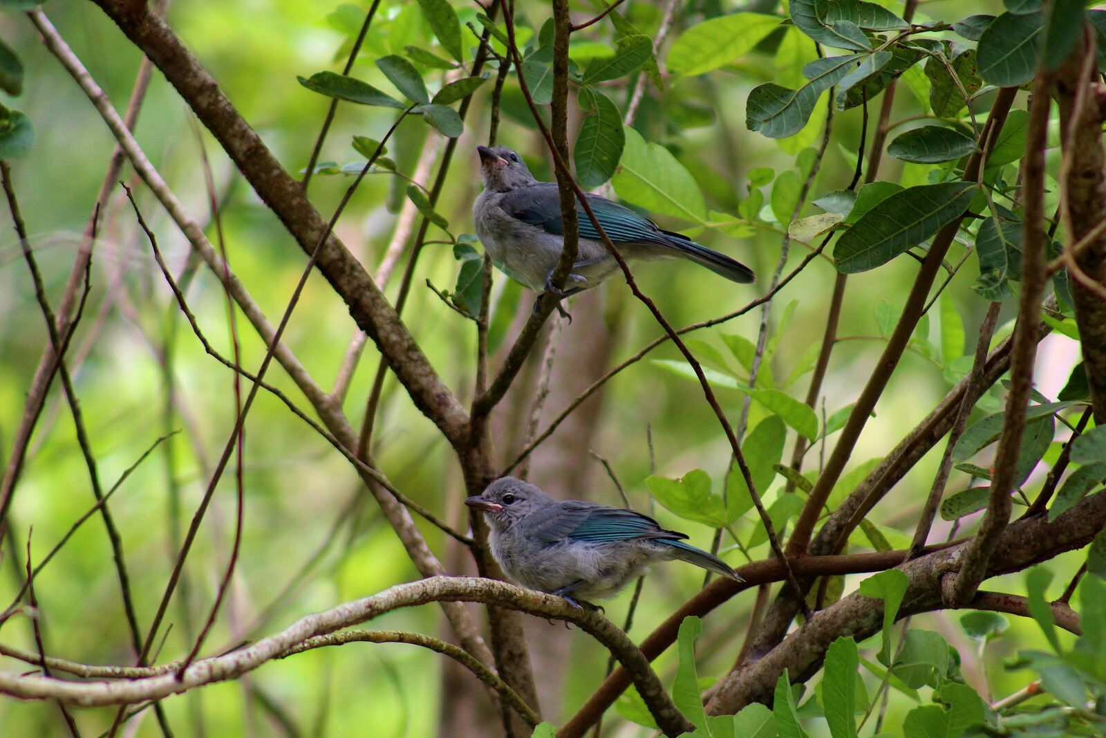 Canon EOS 1300D (EOS Rebel T6 / EOS Kiss X80) sample photo. Bird, animal, nature photography
