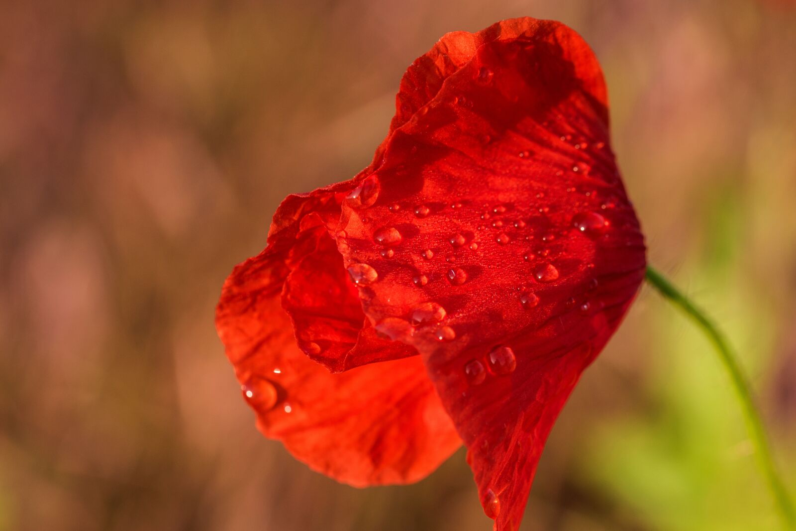 Nikon D7200 sample photo. Poppy, summer, nature photography