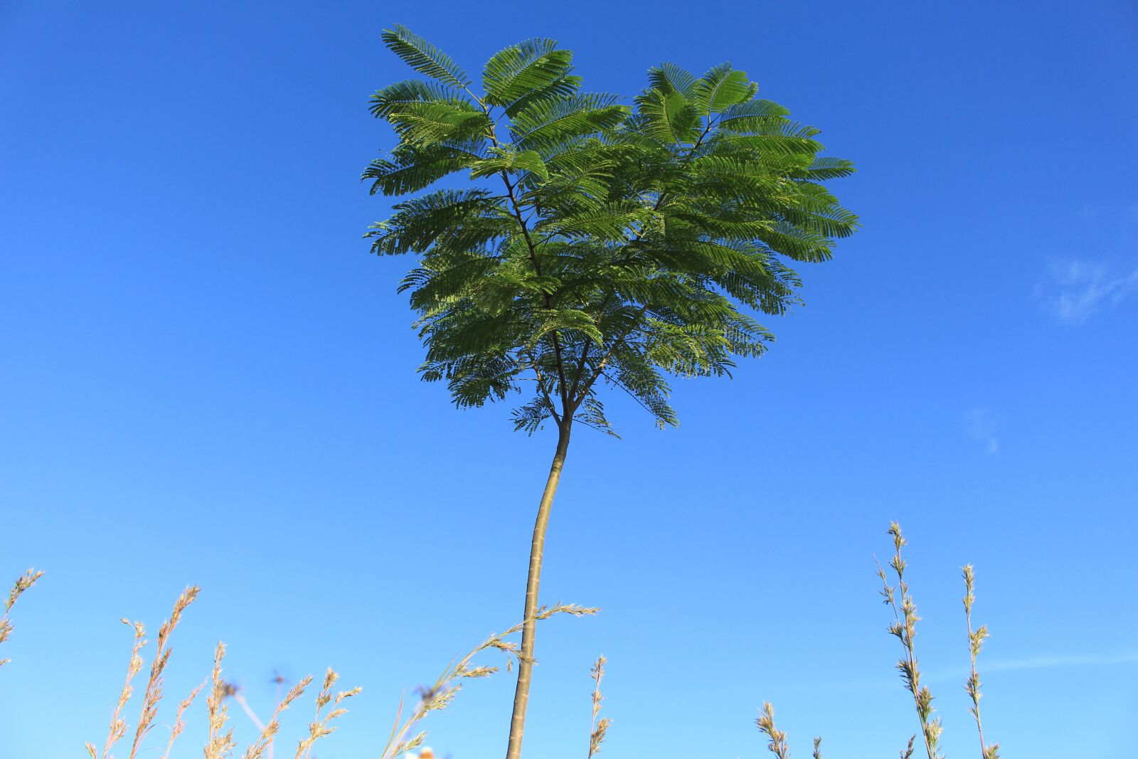 Canon EOS 700D (EOS Rebel T5i / EOS Kiss X7i) sample photo. The tree, nature, the photography