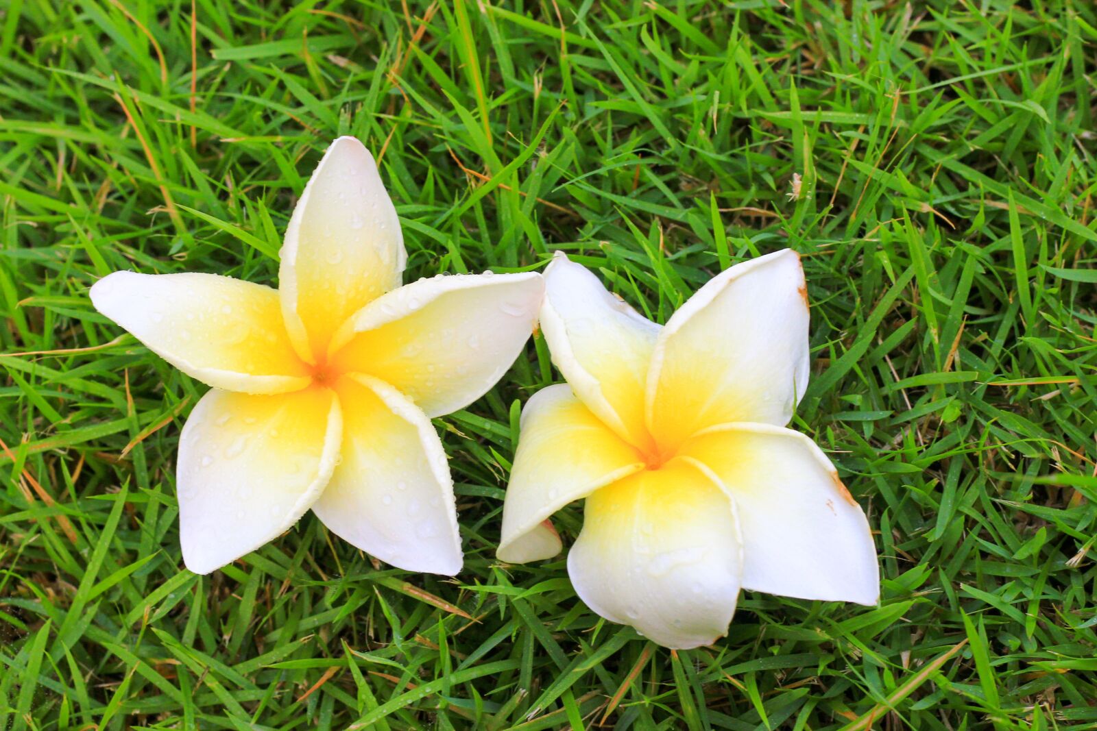 Canon EOS 60D + Canon EF 50mm F1.8 II sample photo. Flowers, frangipani flowers, flower photography