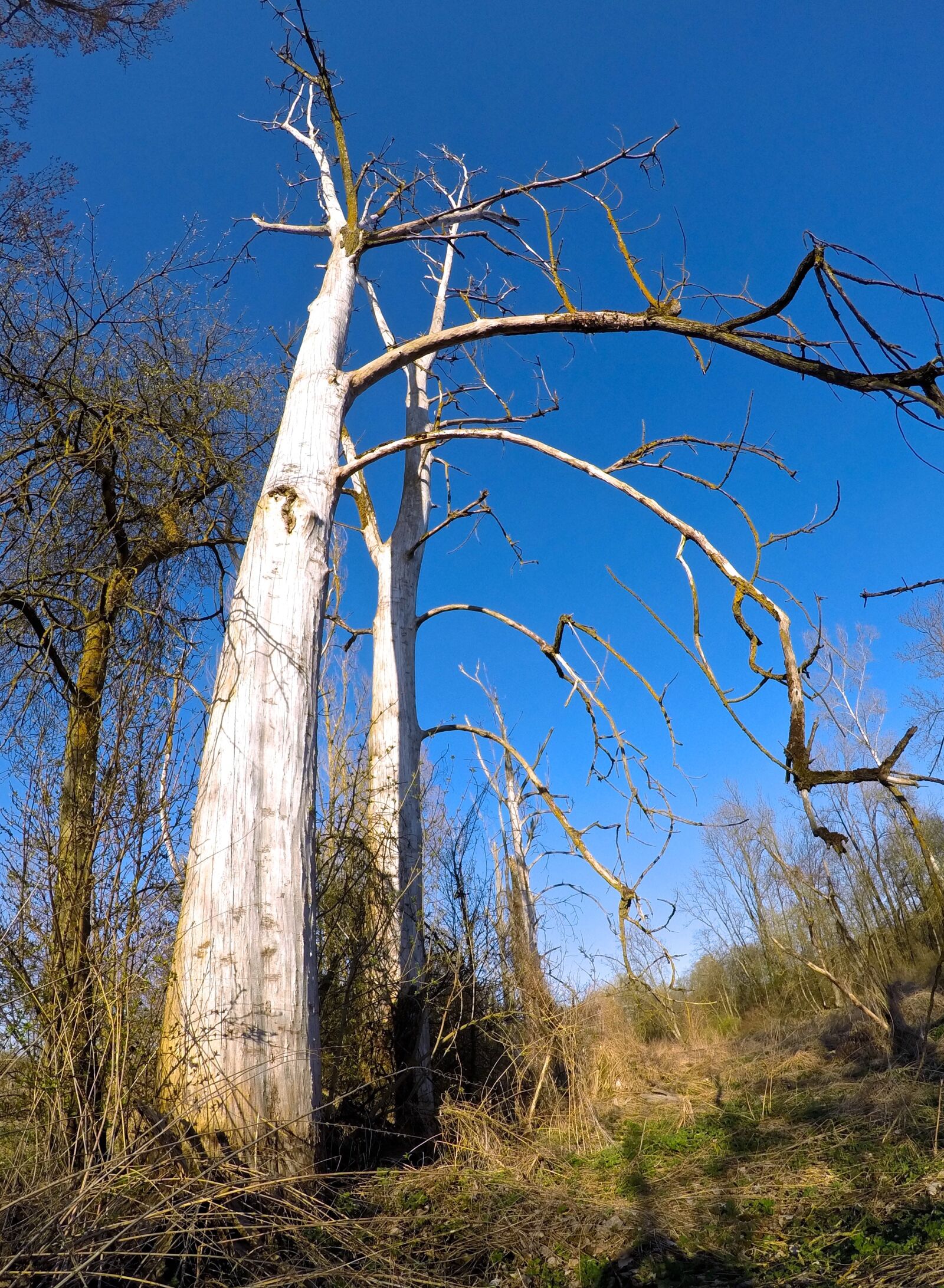 GoPro Hero5 Black sample photo. Tree, old, nature photography