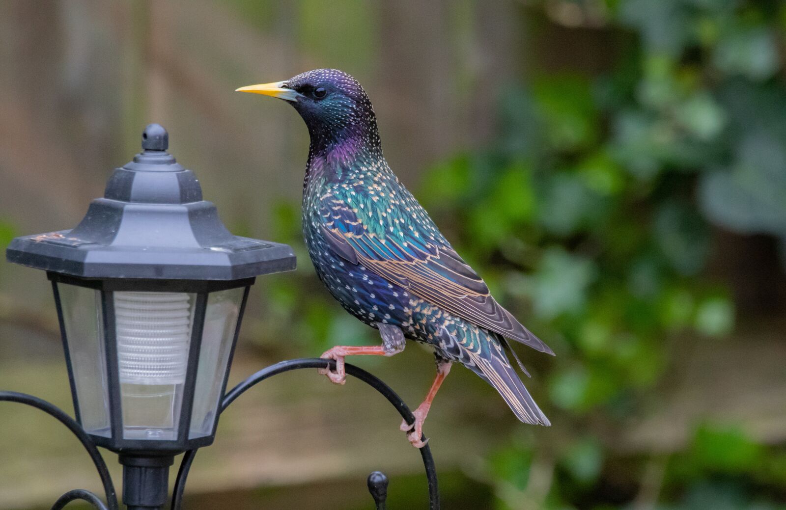 Canon EOS 7D Mark II + 150-600mm F5-6.3 DG OS HSM | Contemporary 015 sample photo. Starling, bird, perched photography