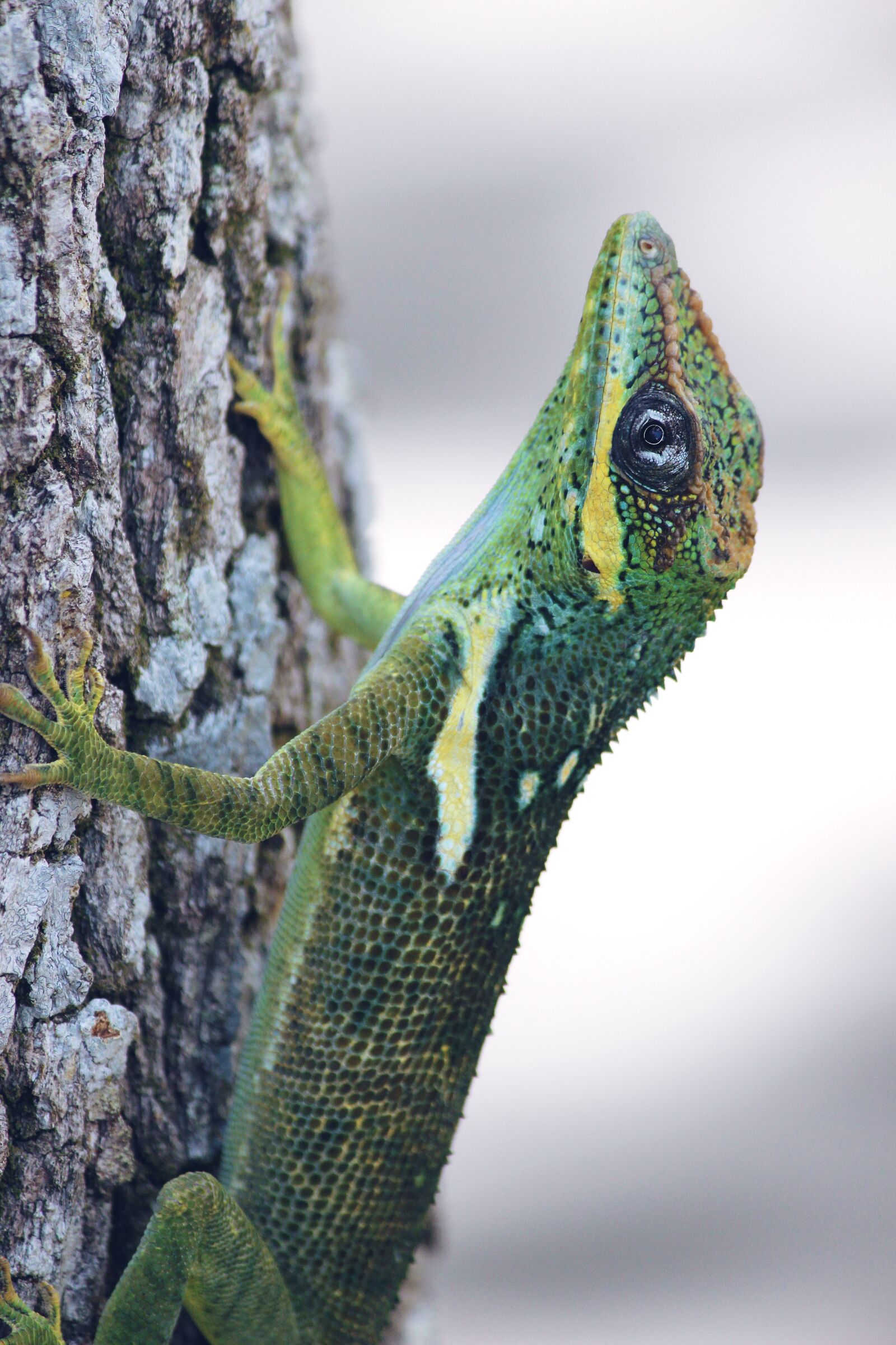Canon EOS 600D (Rebel EOS T3i / EOS Kiss X5) sample photo. Lizard, animal, reptile photography
