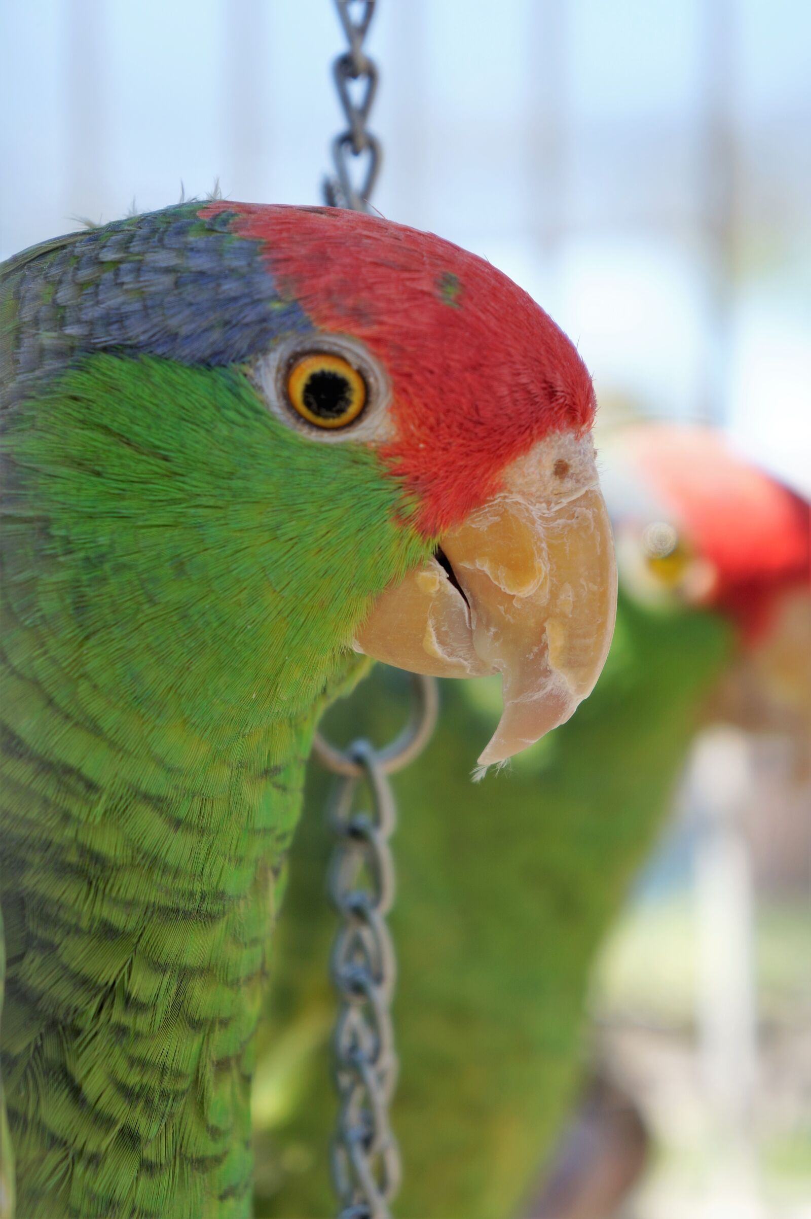 Sony Alpha a3000 + Sony E 18-55mm F3.5-5.6 OSS sample photo. Parrot, nature, bird photography