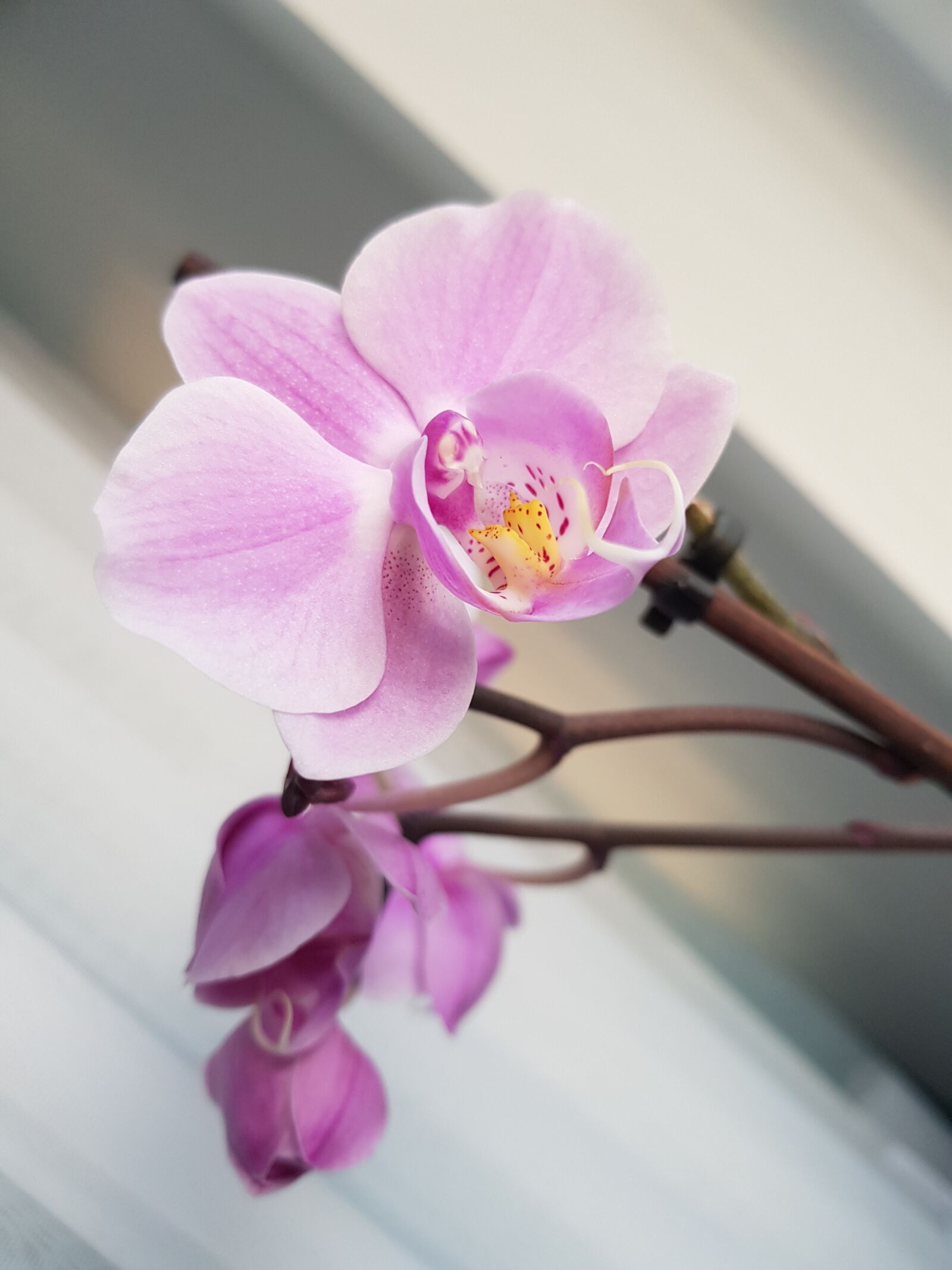 Samsung Galaxy S8 sample photo. Flower, petal, nature photography