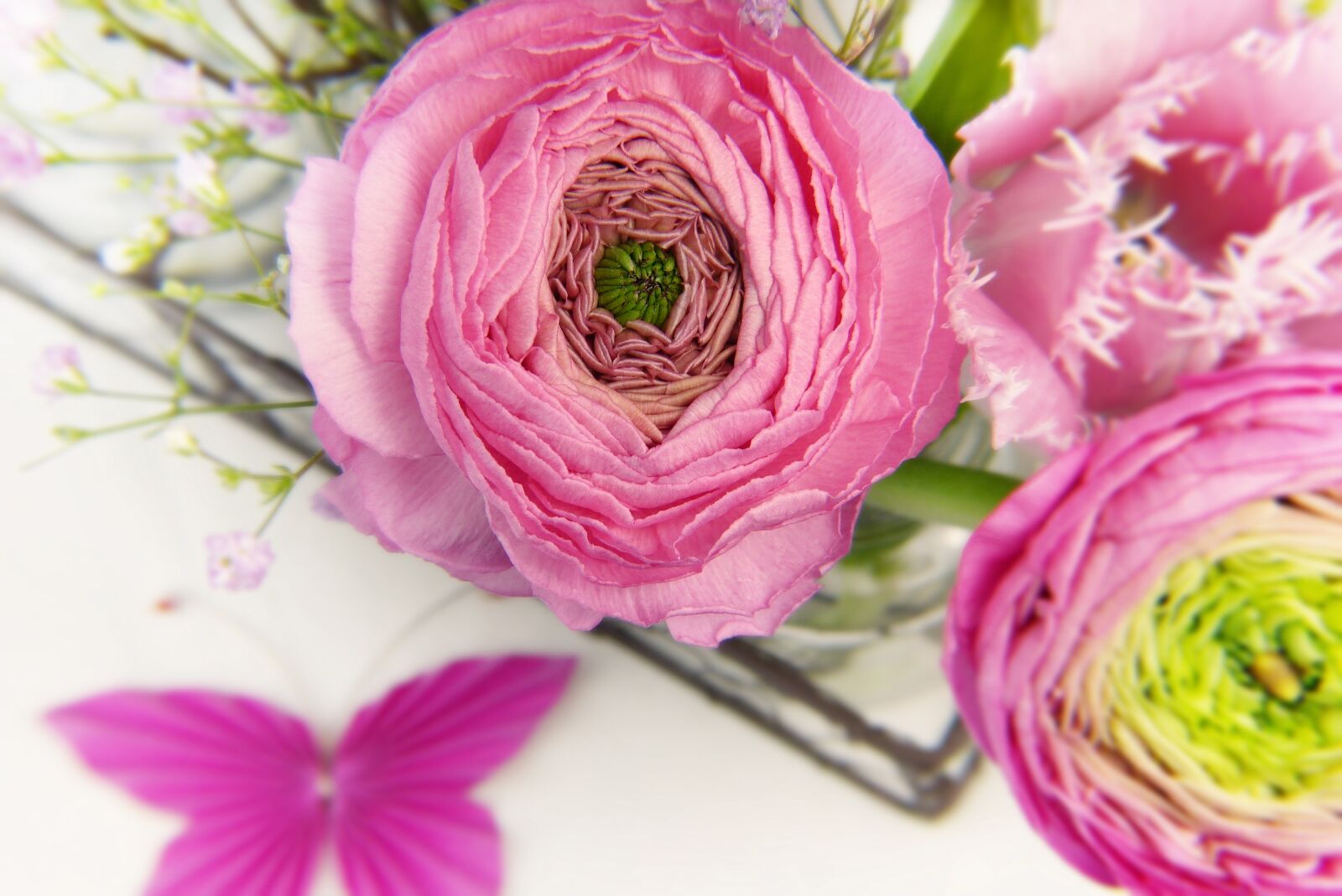 Panasonic Lumix DMC-FZ150 sample photo. Ranunculus, blossom, bloom photography