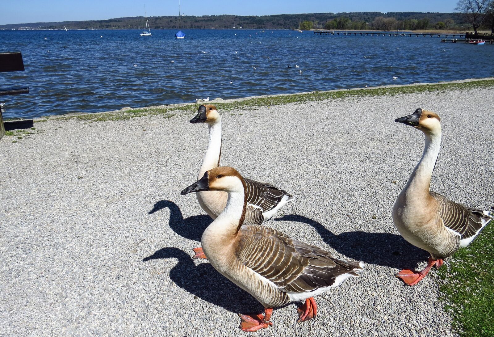 Canon PowerShot SX50 HS sample photo. Hump geese, lake, bank photography