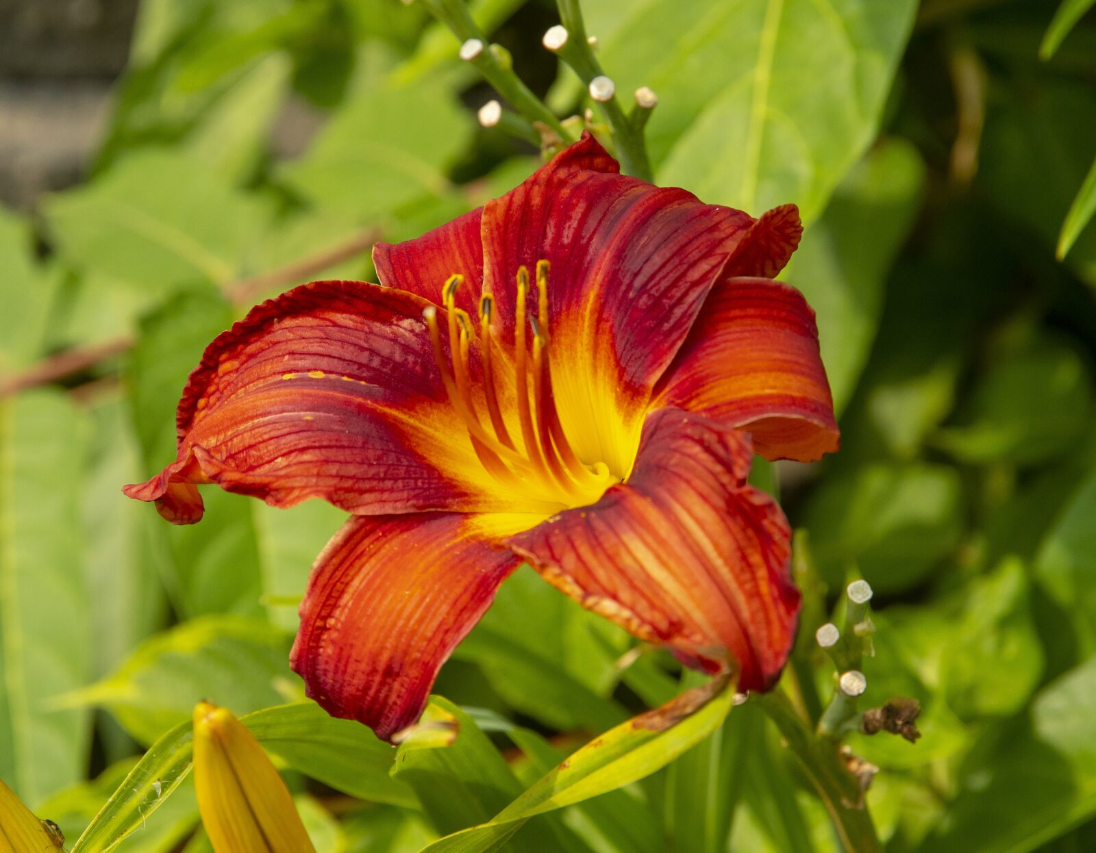 Nikon D500 sample photo. Flower, bloom, plant photography