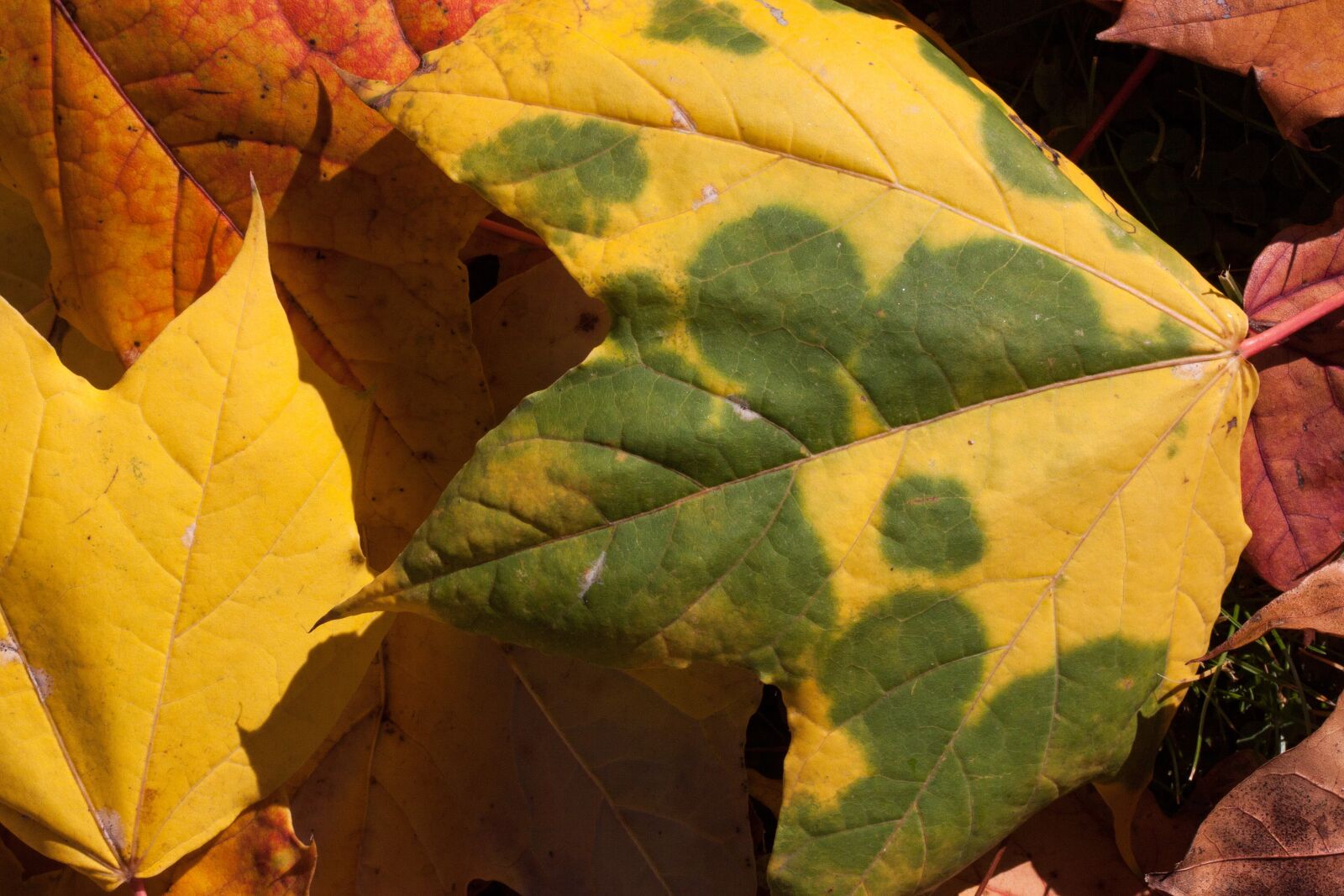Canon EOS 50D sample photo. Autumn, fall foliage, golden photography