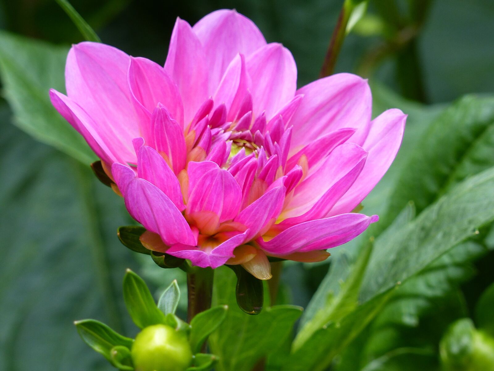 Panasonic Lumix DMC-FZ200 sample photo. Dahlia, flower, pink photography