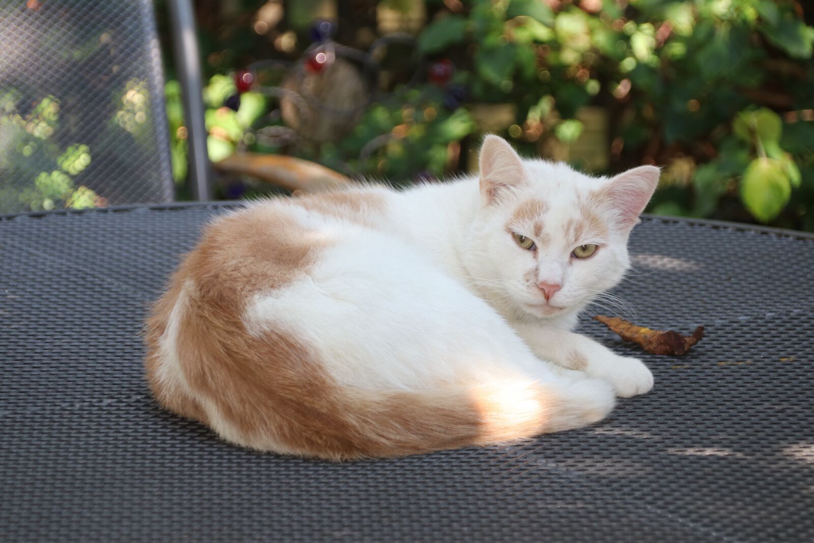 Canon EOS 80D sample photo. Cat, pet, animal photography