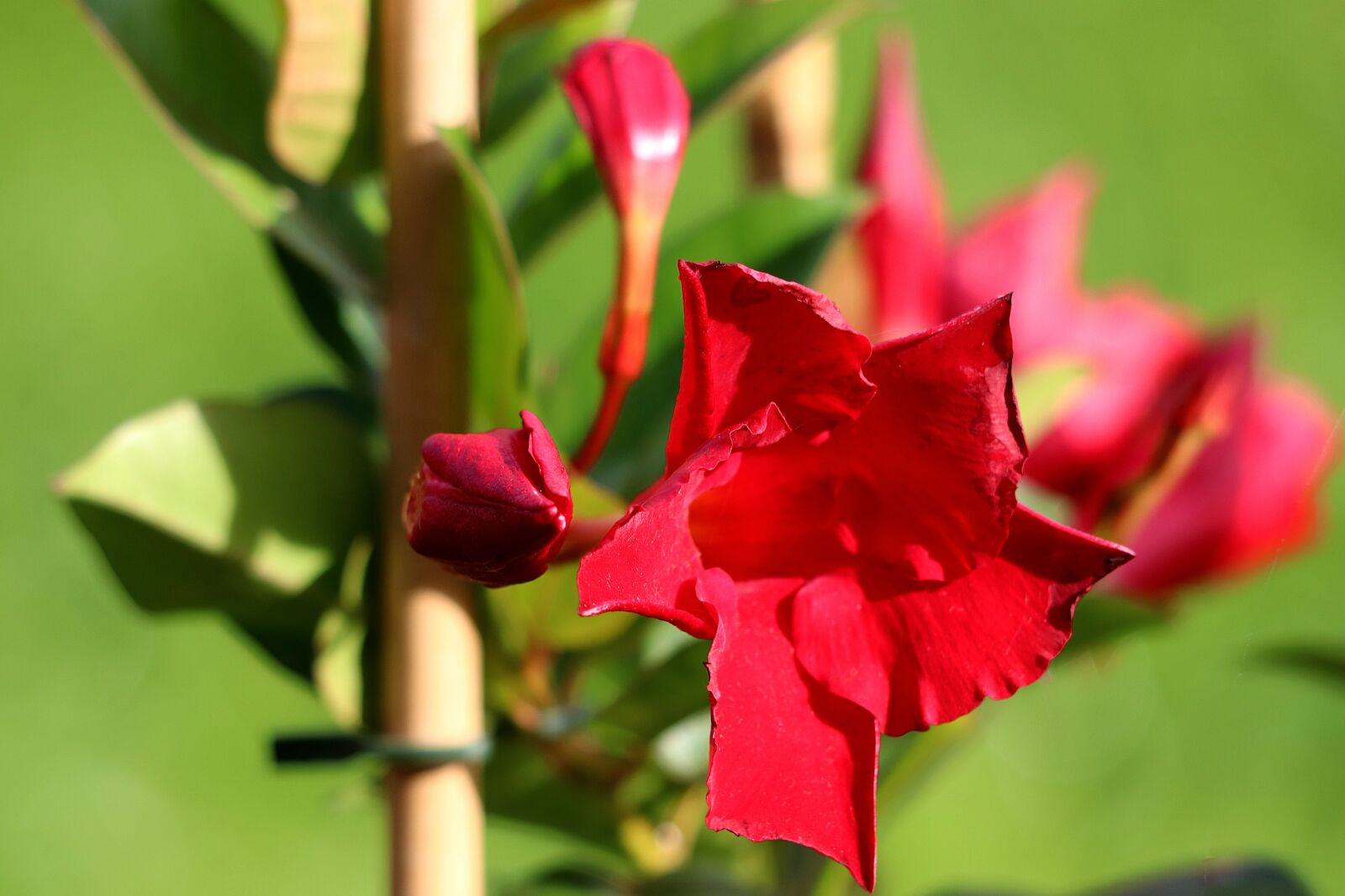 Canon EF 70-300 F4-5.6 IS II USM sample photo. Mandevilla, blossom, bloom photography
