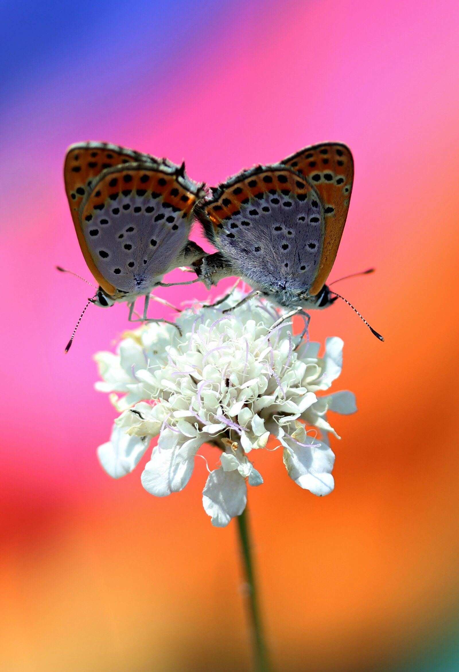 Canon EF-S 60mm F2.8 Macro USM sample photo. Butterfly, pair, mating photography