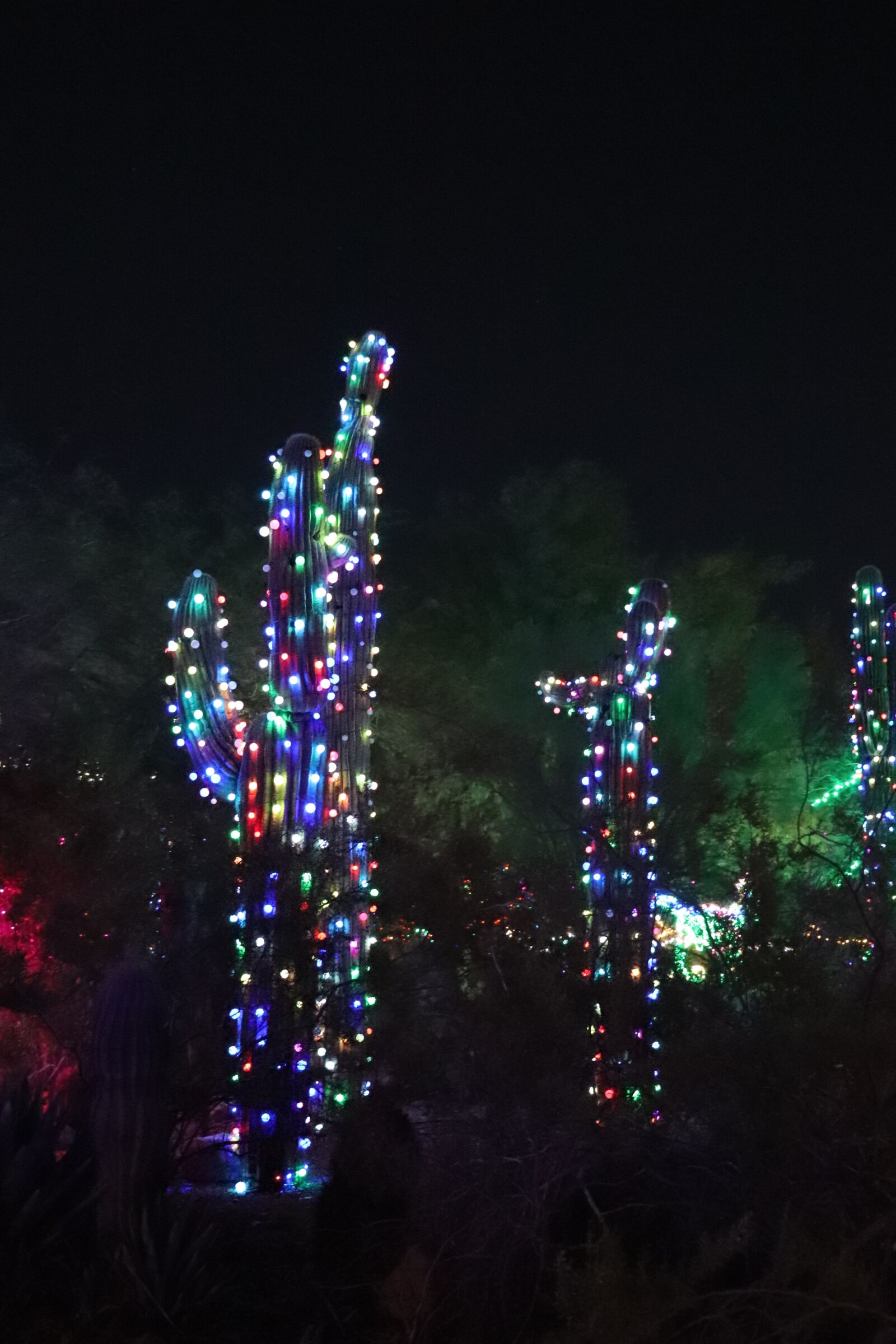 Canon EOS 200D (EOS Rebel SL2 / EOS Kiss X9) sample photo. Cactus, christmas, lights photography