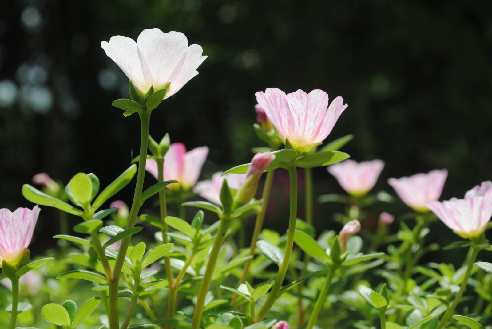 Nikon D3000 sample photo. Flower, sun shine, natural photography