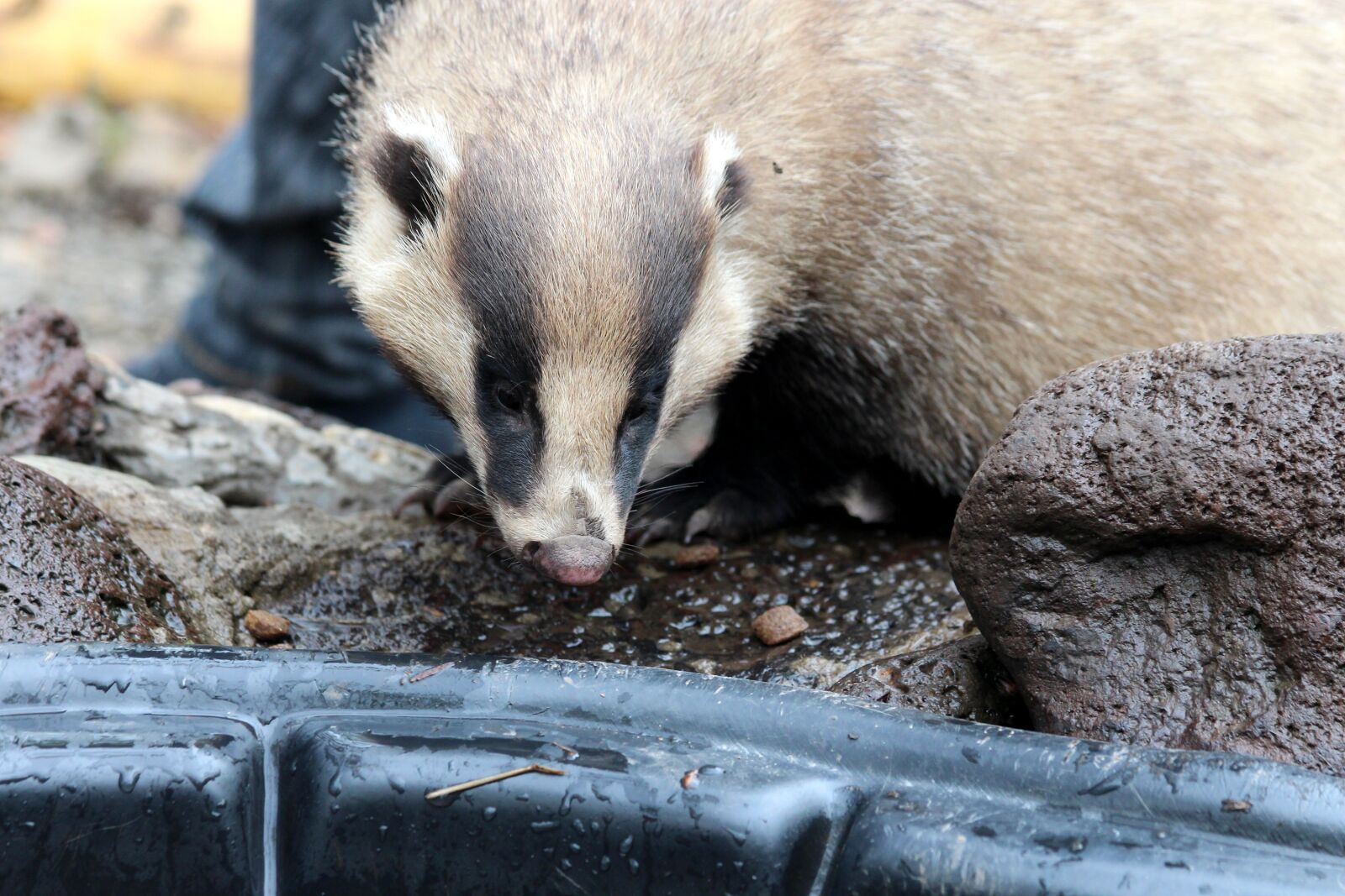 Canon EOS 650D (EOS Rebel T4i / EOS Kiss X6i) sample photo. The asian badger, meles photography