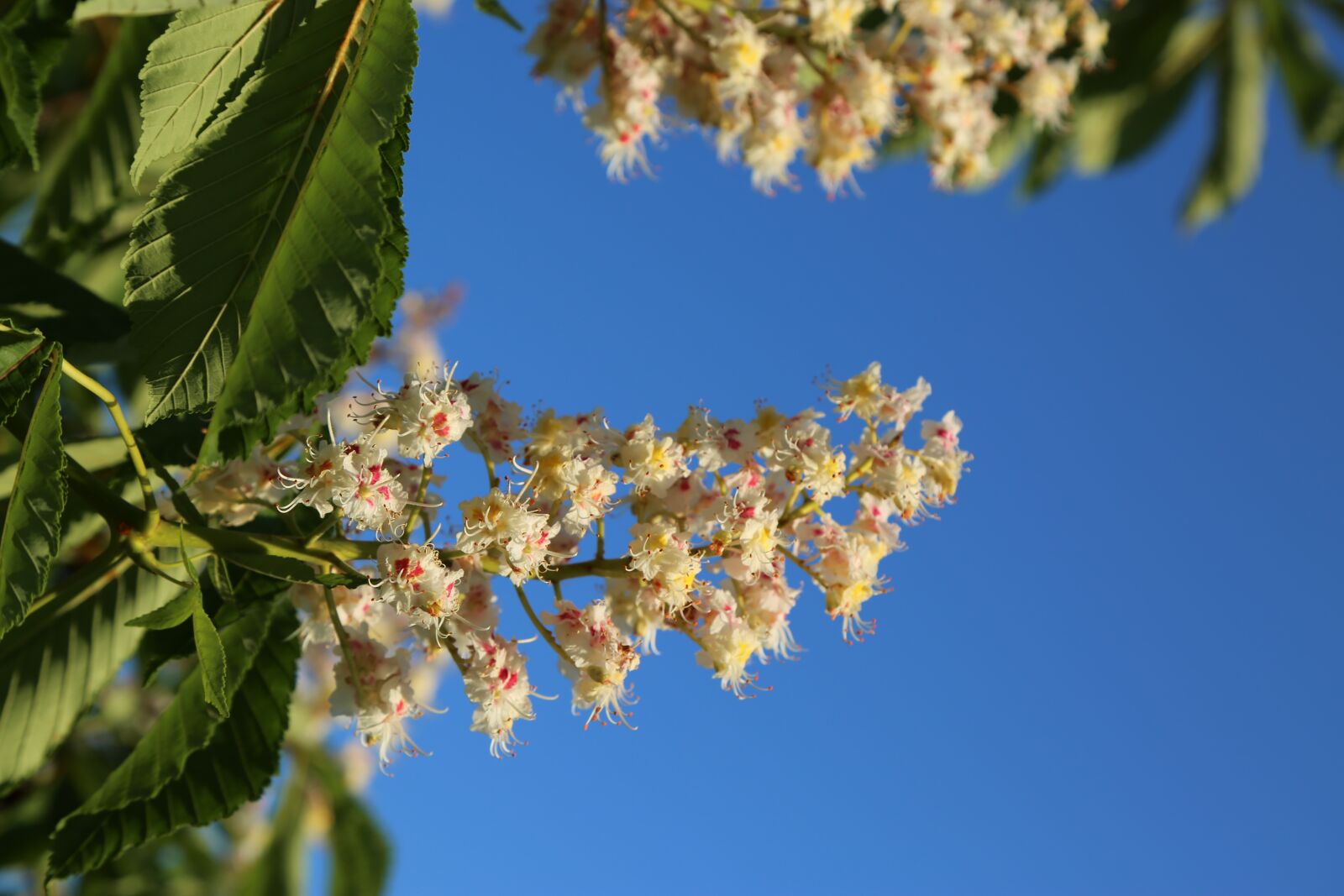 Canon EF 24-105mm F4L IS USM sample photo. Nature, plant, tree photography